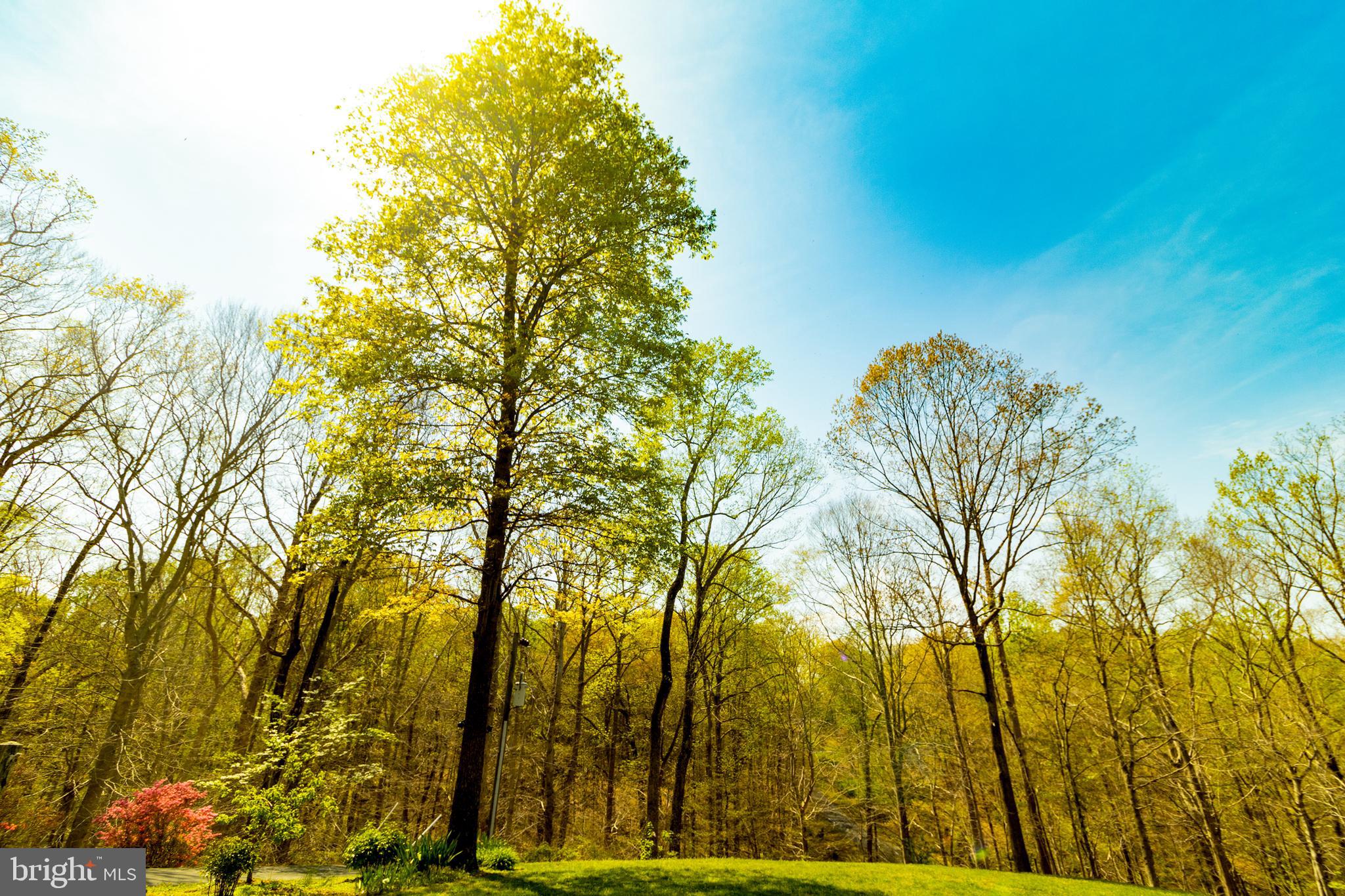 WOODBINE FOREST - Residential Lease