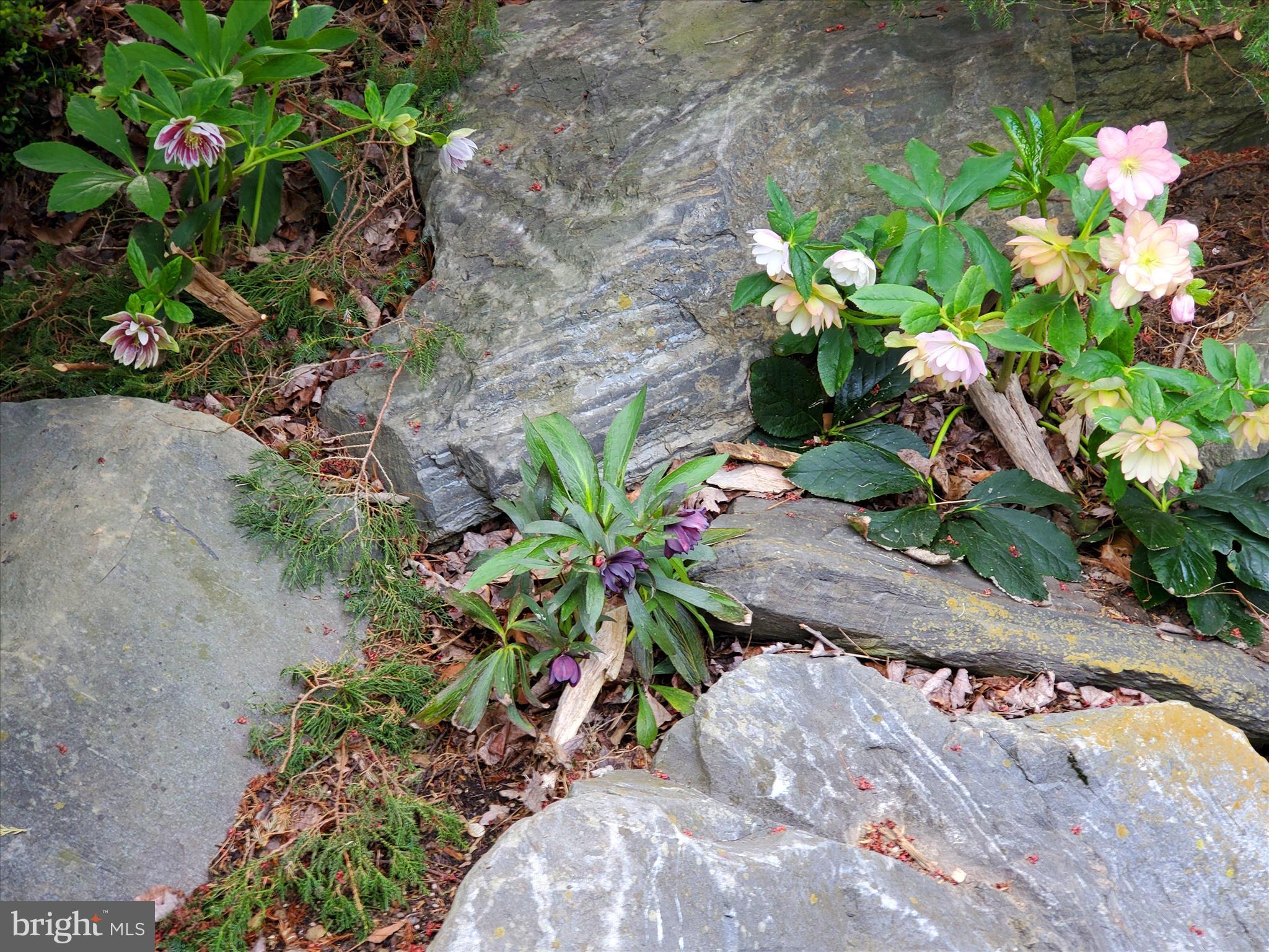 SCHOOL LANE HILLS - Residential