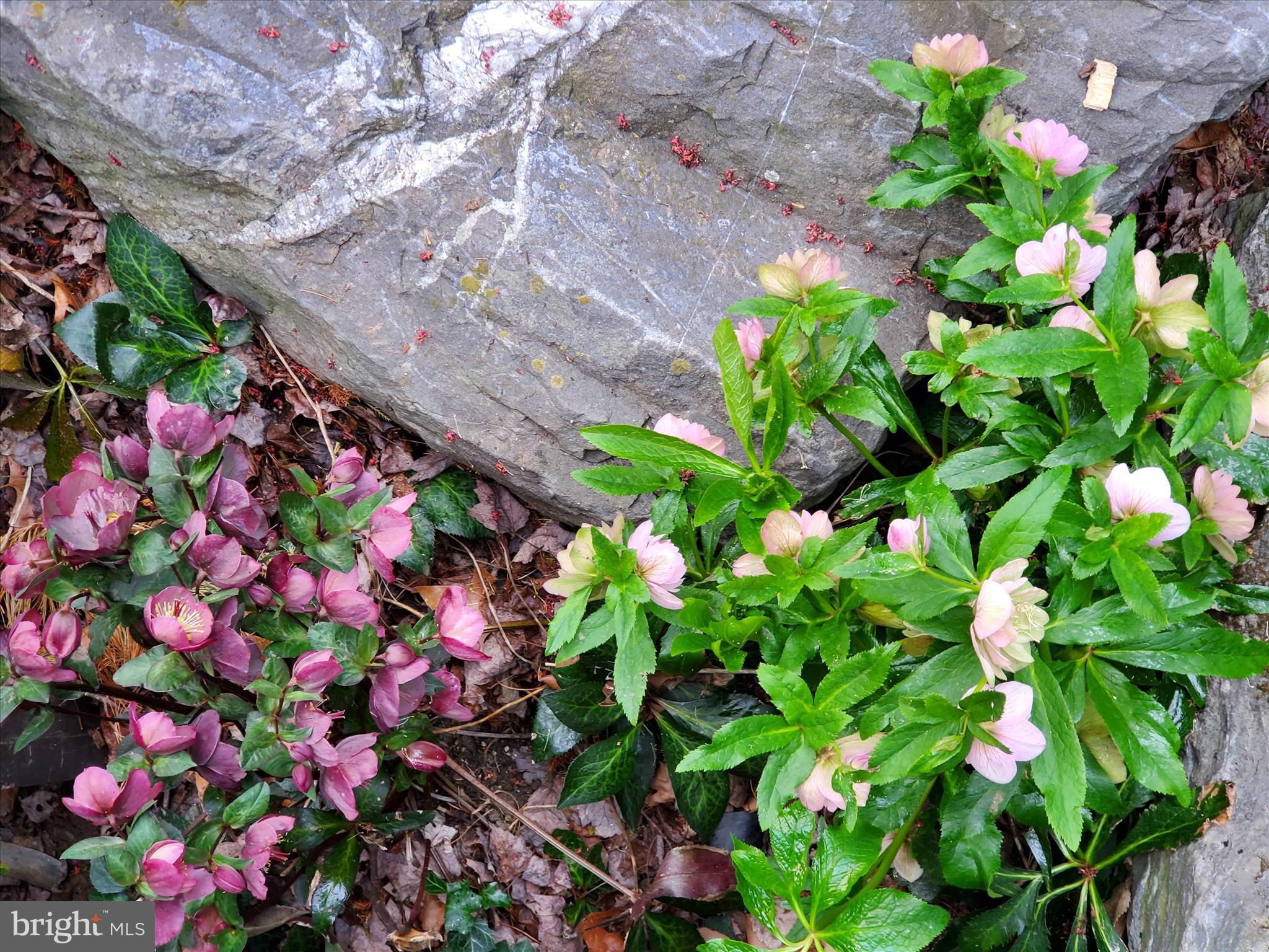 SCHOOL LANE HILLS - Residential