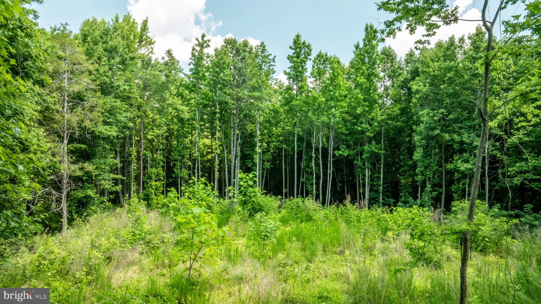 Champlain, Virginia 22438, United States, ,Land,Active,22453