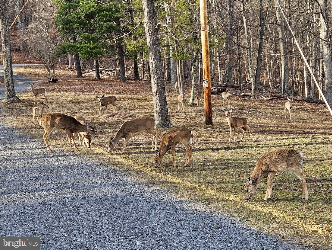 CACAPON DISTRICT - Residential