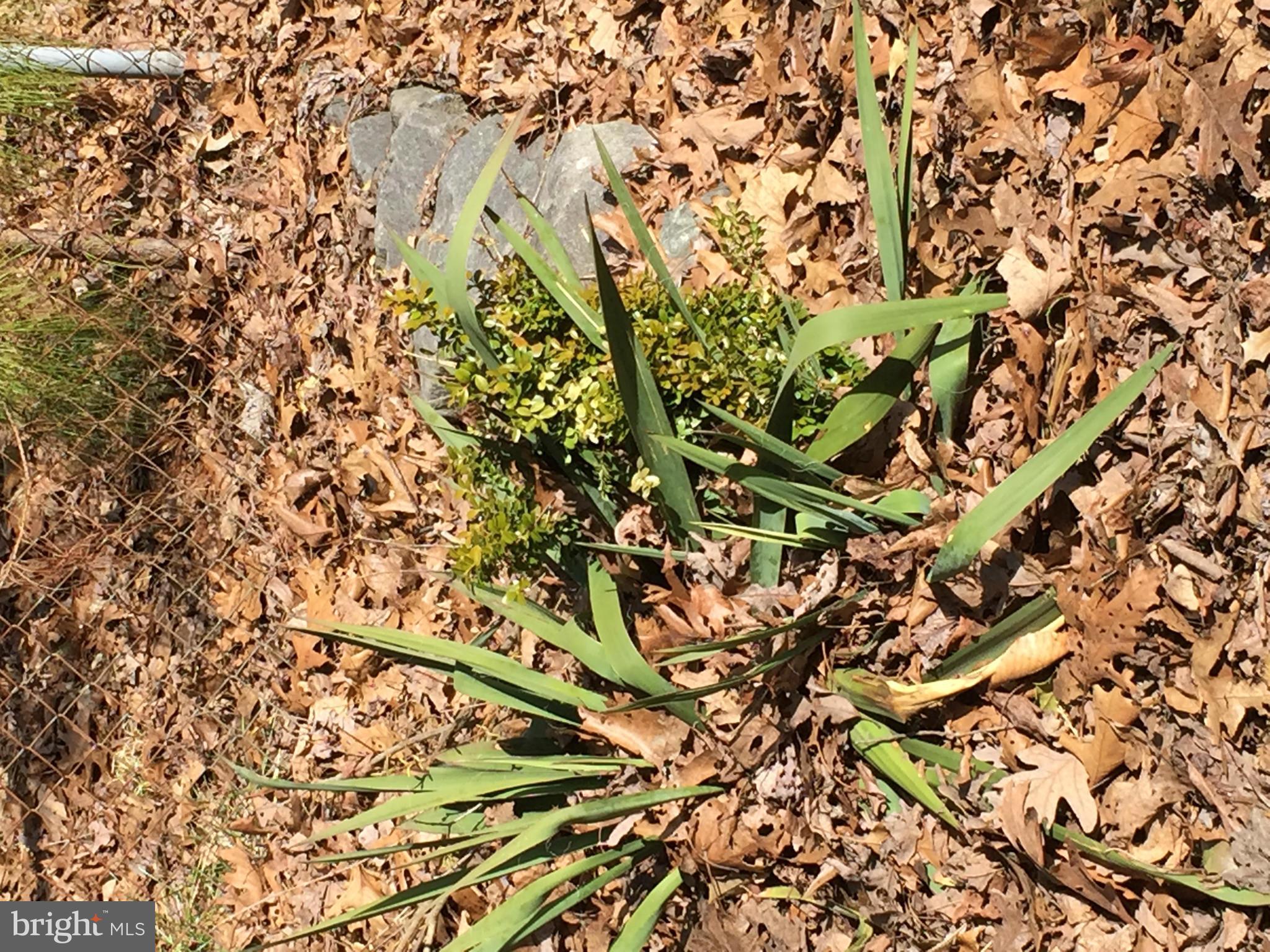 STAFFORD HEIGHTS - Land