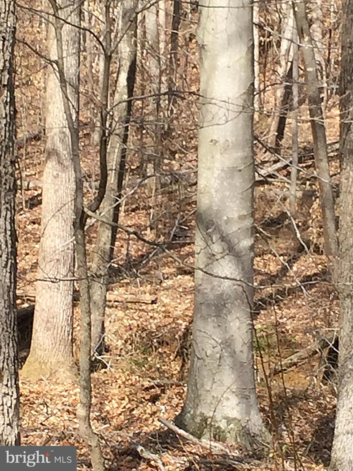 STAFFORD HEIGHTS - Land