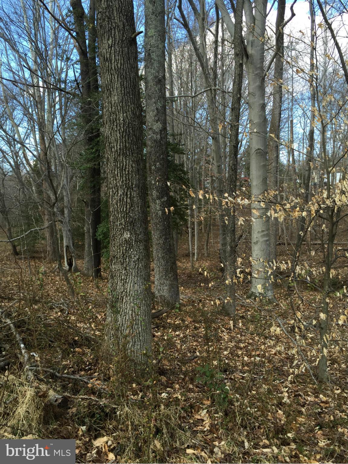 STAFFORD HEIGHTS - Land