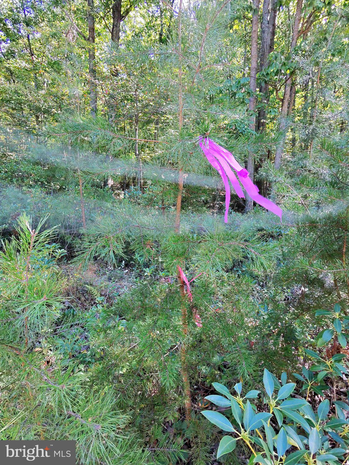 Lot 12 PINE RIDGE EXTENSION