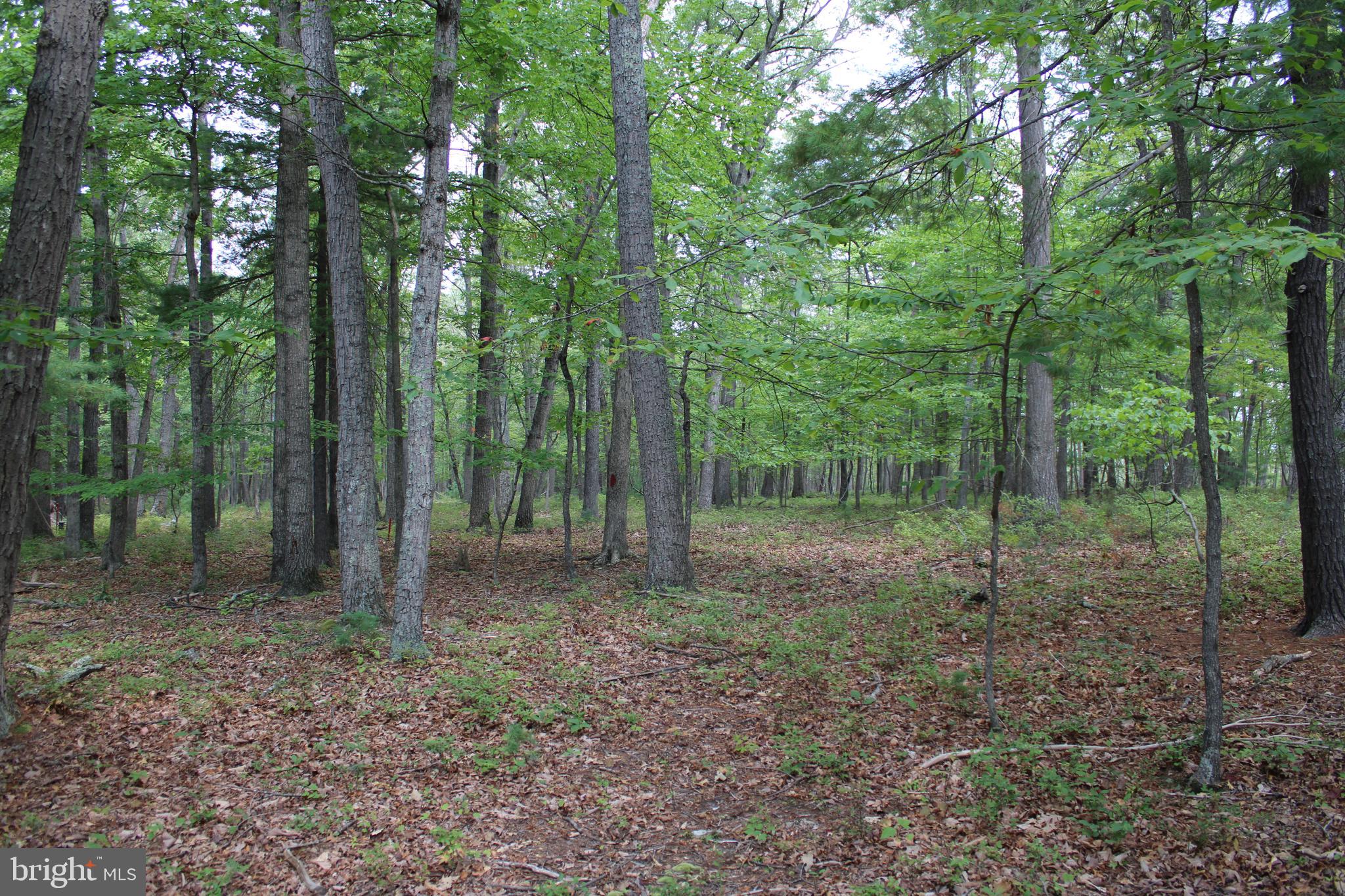 EVERGREEN FARMS - Land