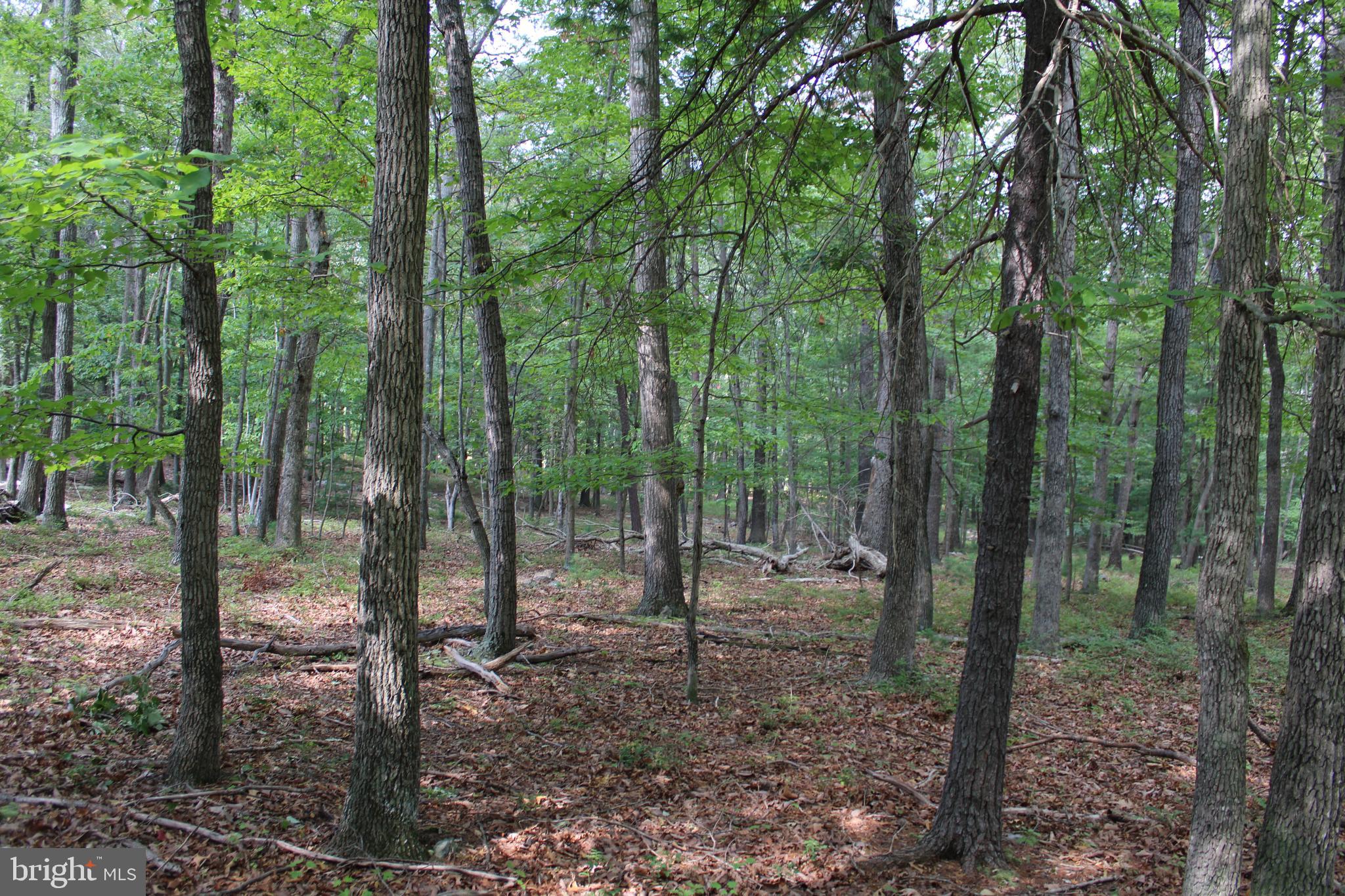 EVERGREEN FARMS - Land