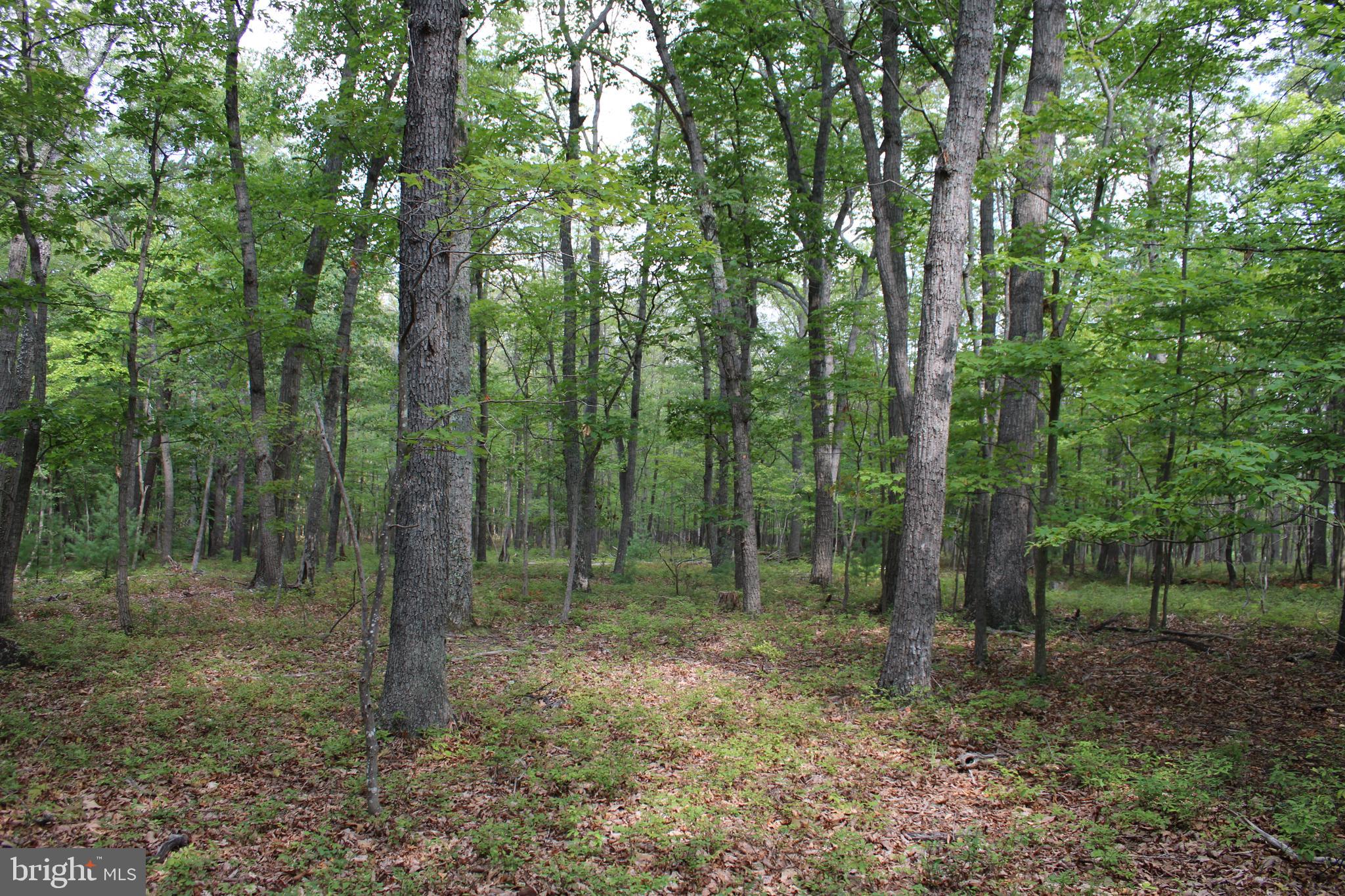 EVERGREEN FARMS - Land