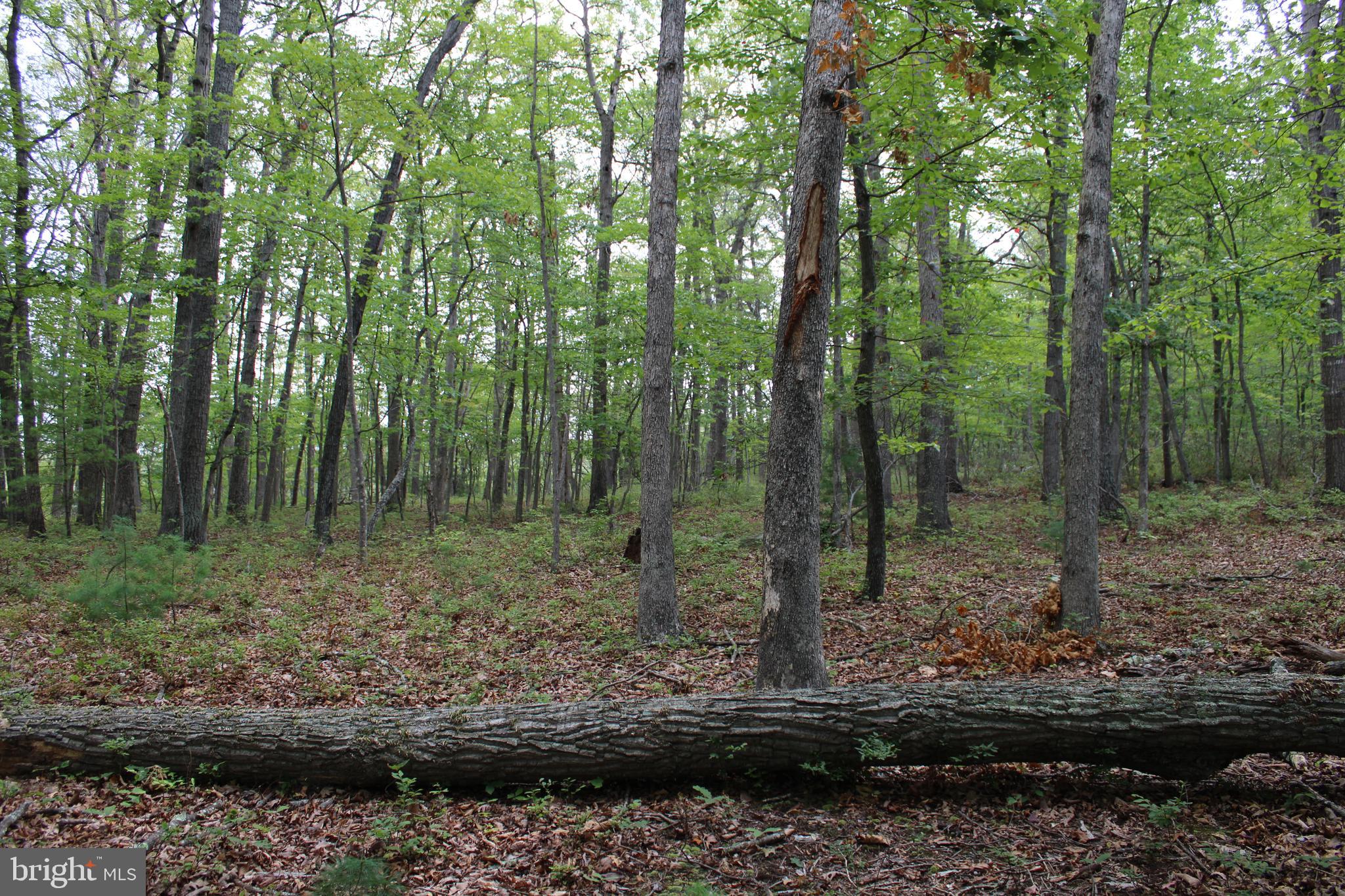 EVERGREEN FARMS - Land