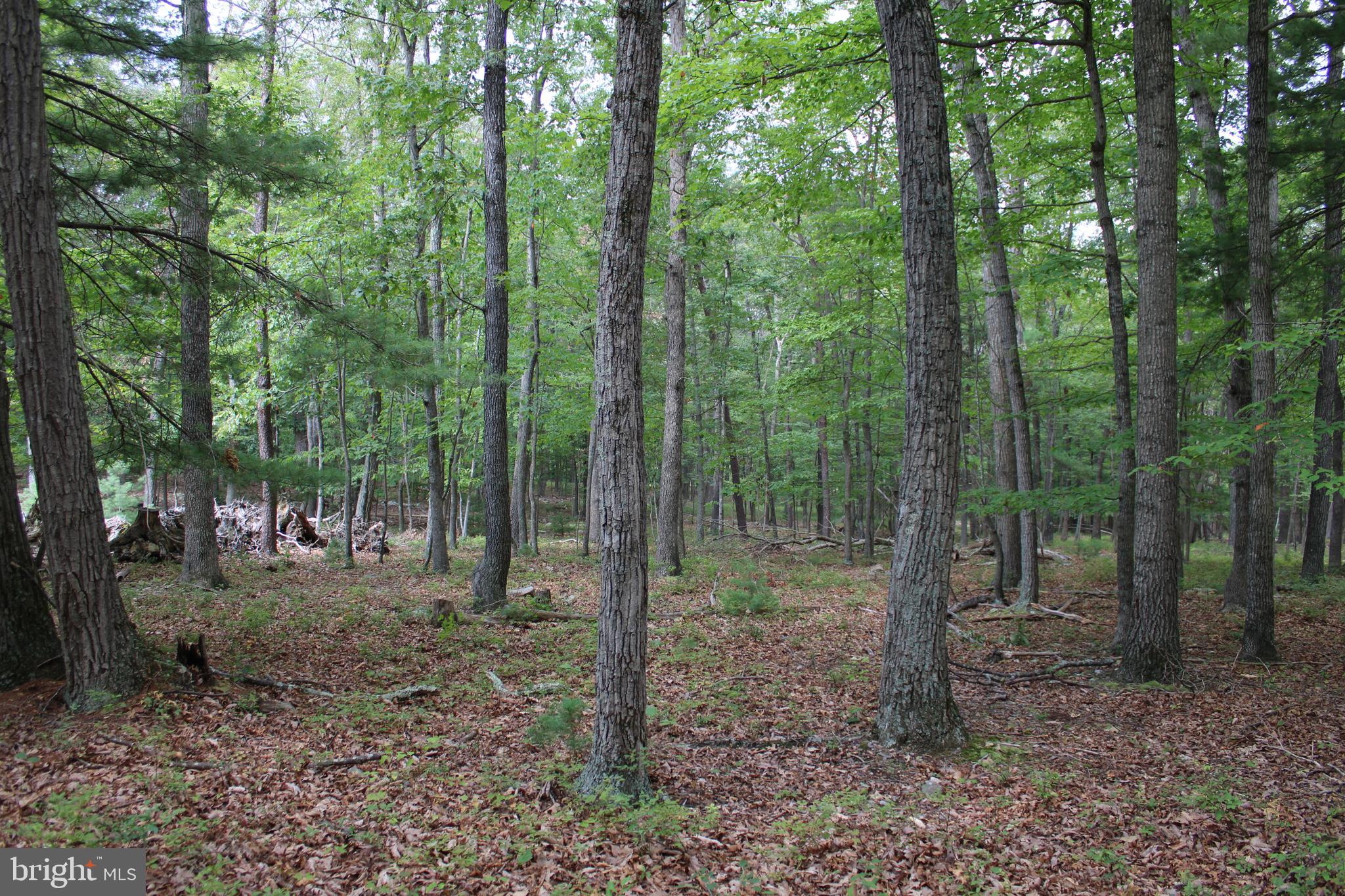 EVERGREEN FARMS - Land