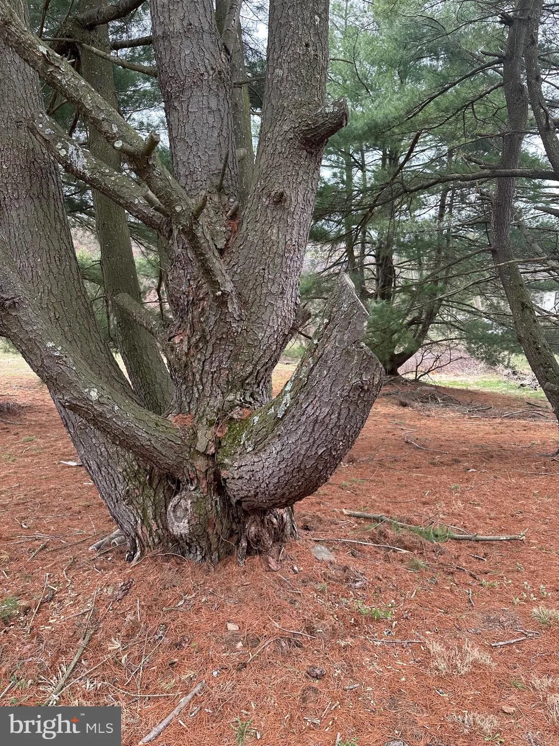 Auburn, Pennsylvania 17922, United States, ,Land,Active,103254