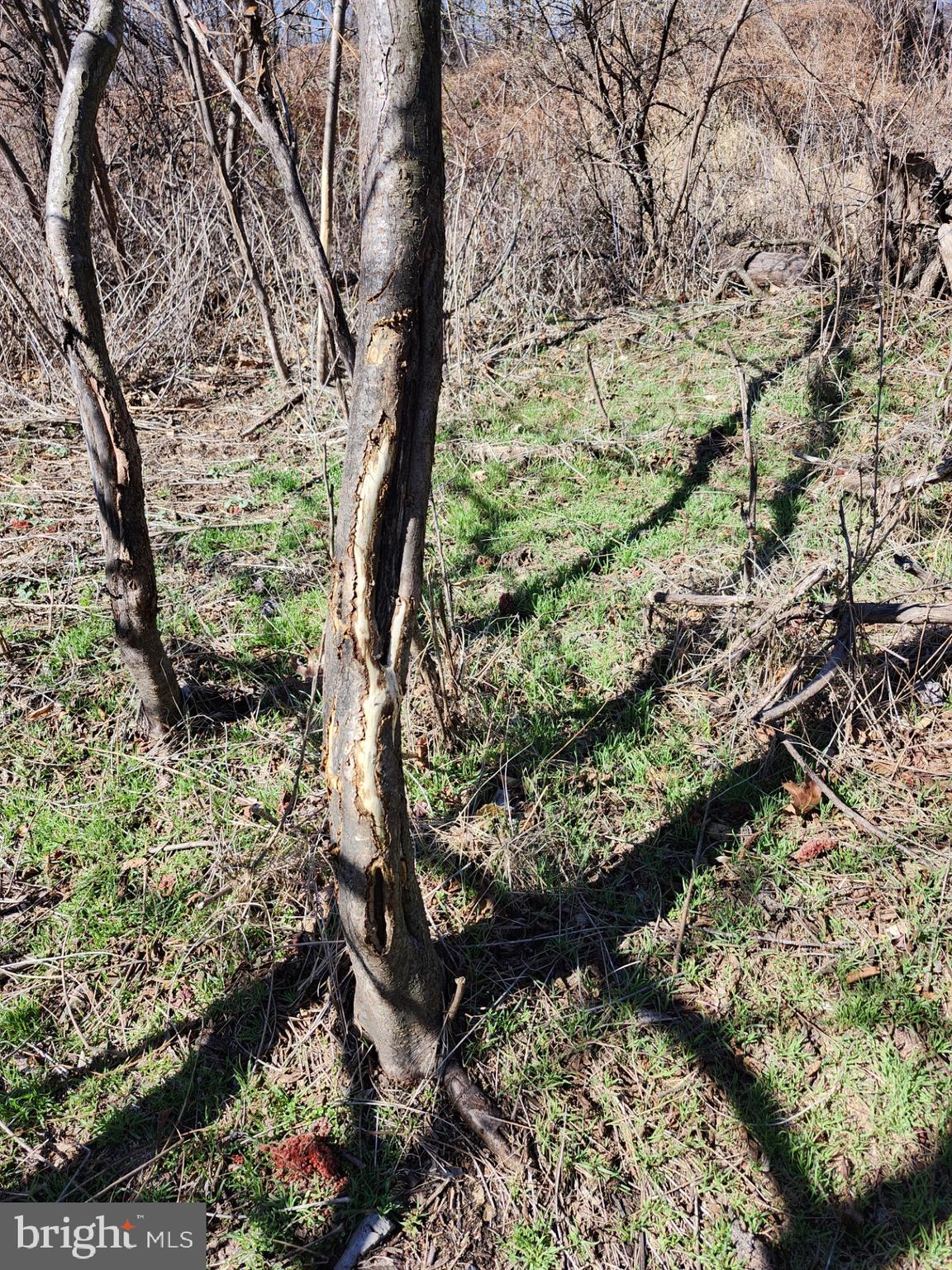 HIGH MOUNTAIN ORCHARDS - Land