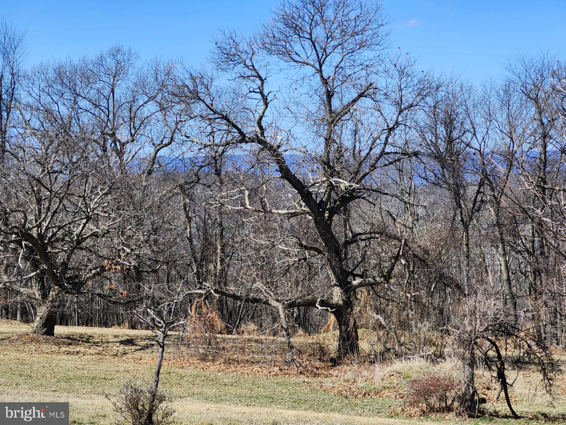 HIGH MOUNTAIN ORCHARDS - Land