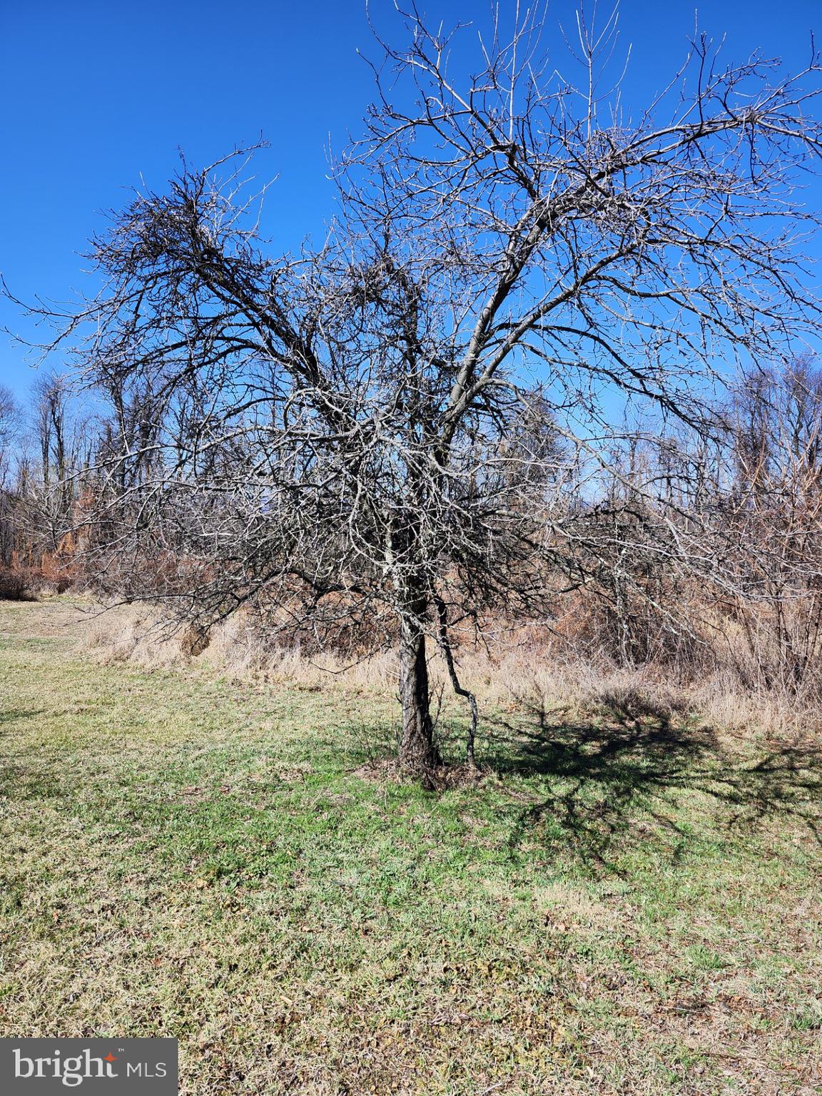 HIGH MOUNTAIN ORCHARDS - Land