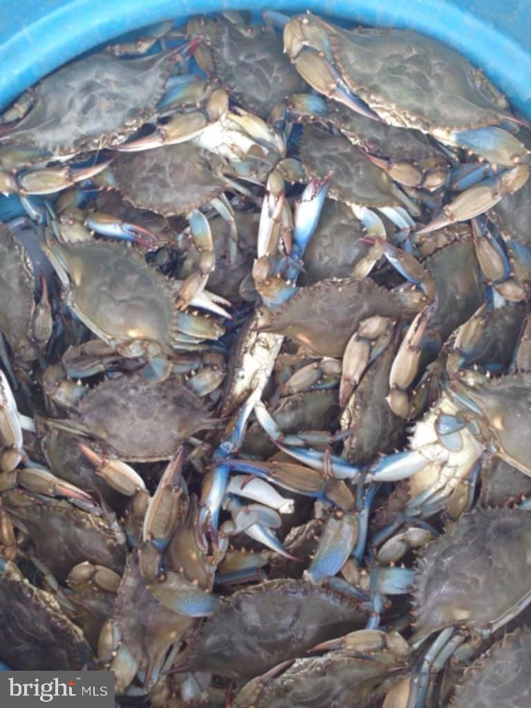 WILDWOOD BEACH - Residential