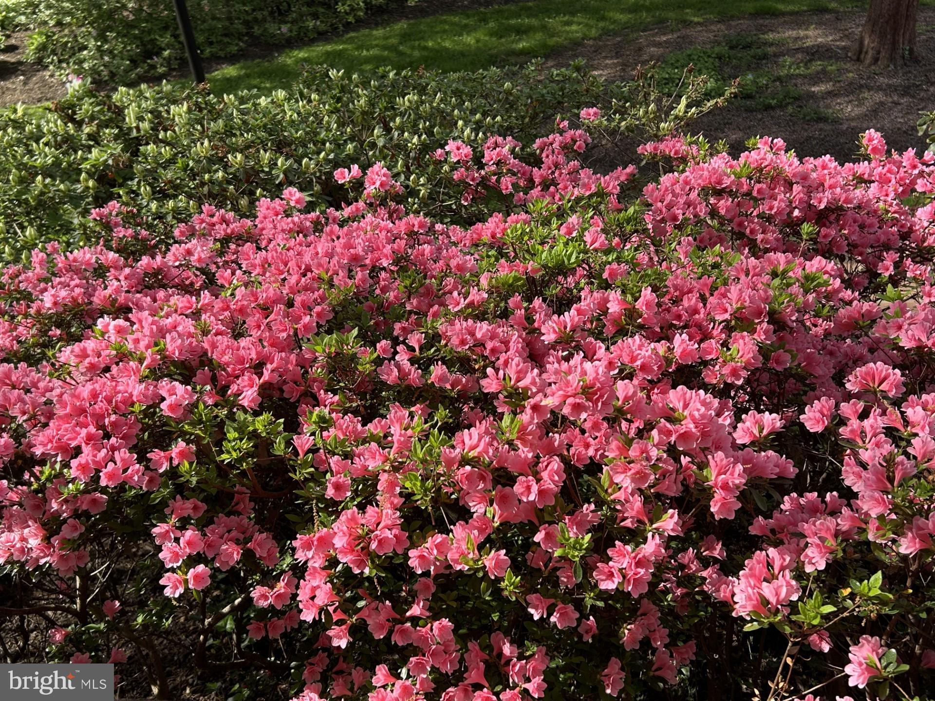 10904 WICKSHIRE WAY F-3