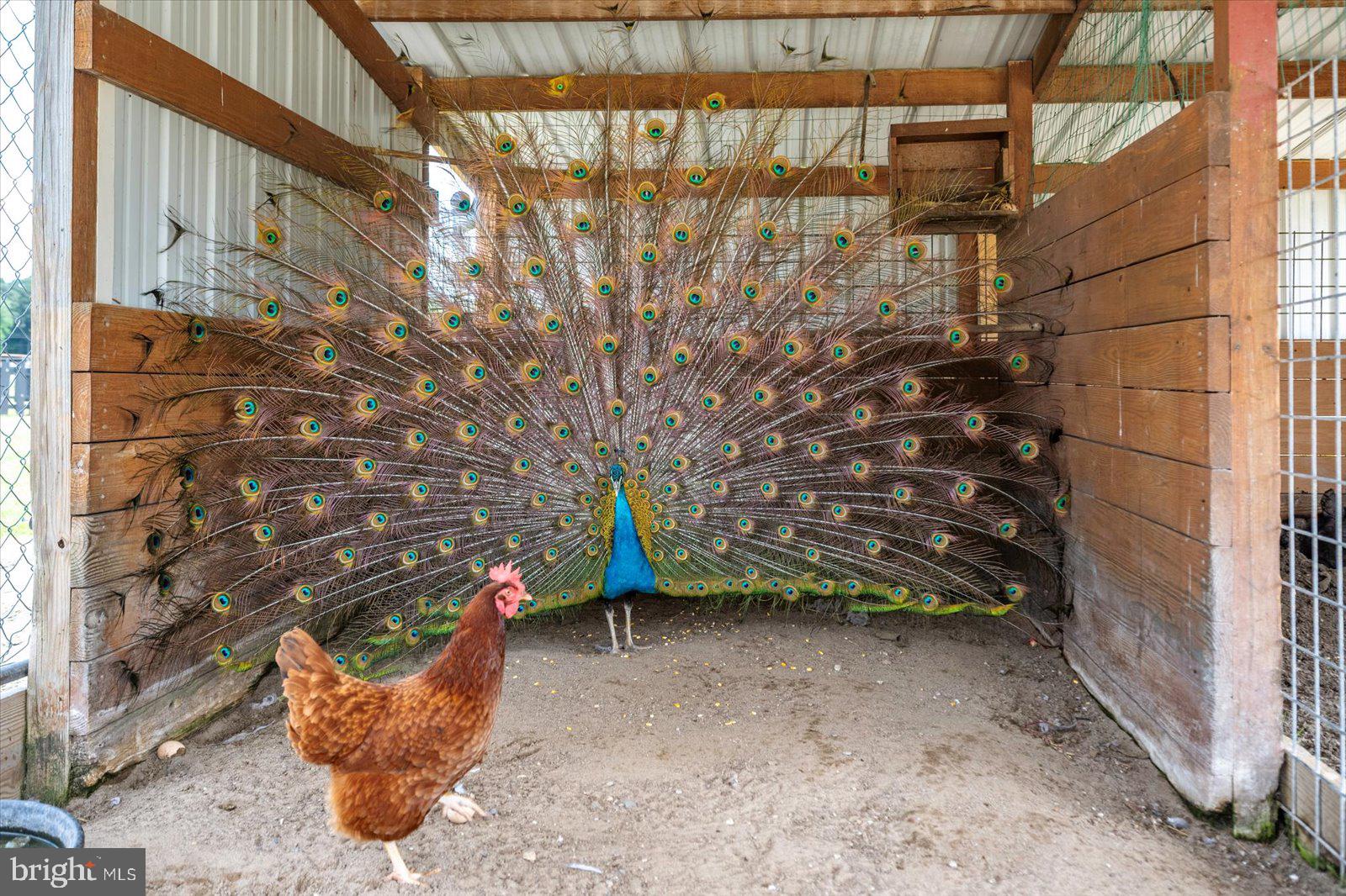 NONE AVAILABLE - Farm