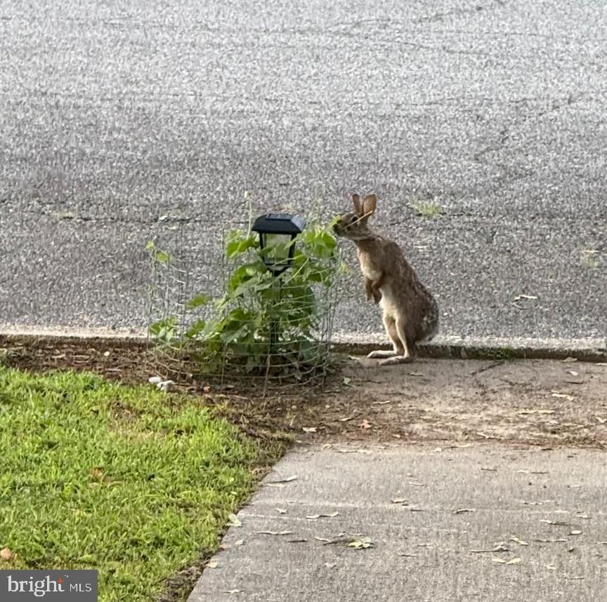CALVERT TERRACE - Residential