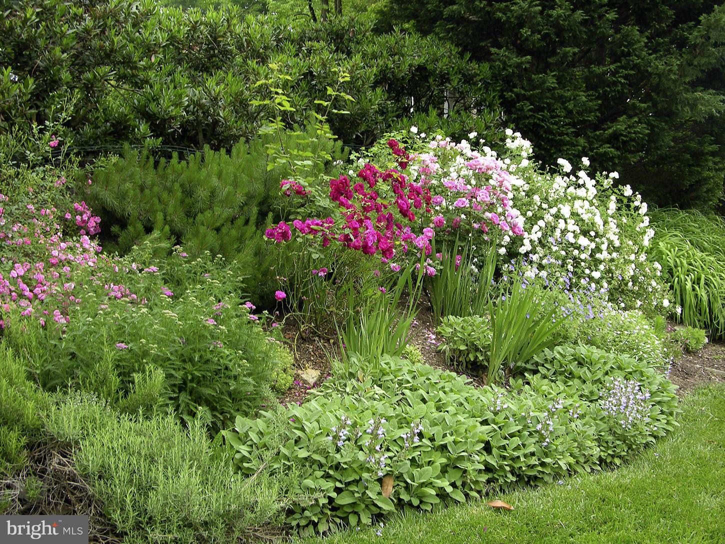 CHEVY CHASE VIEW - Residential