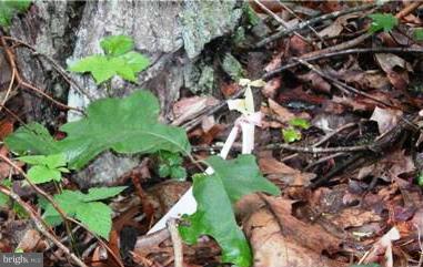 NONE AVAILABLE - Land