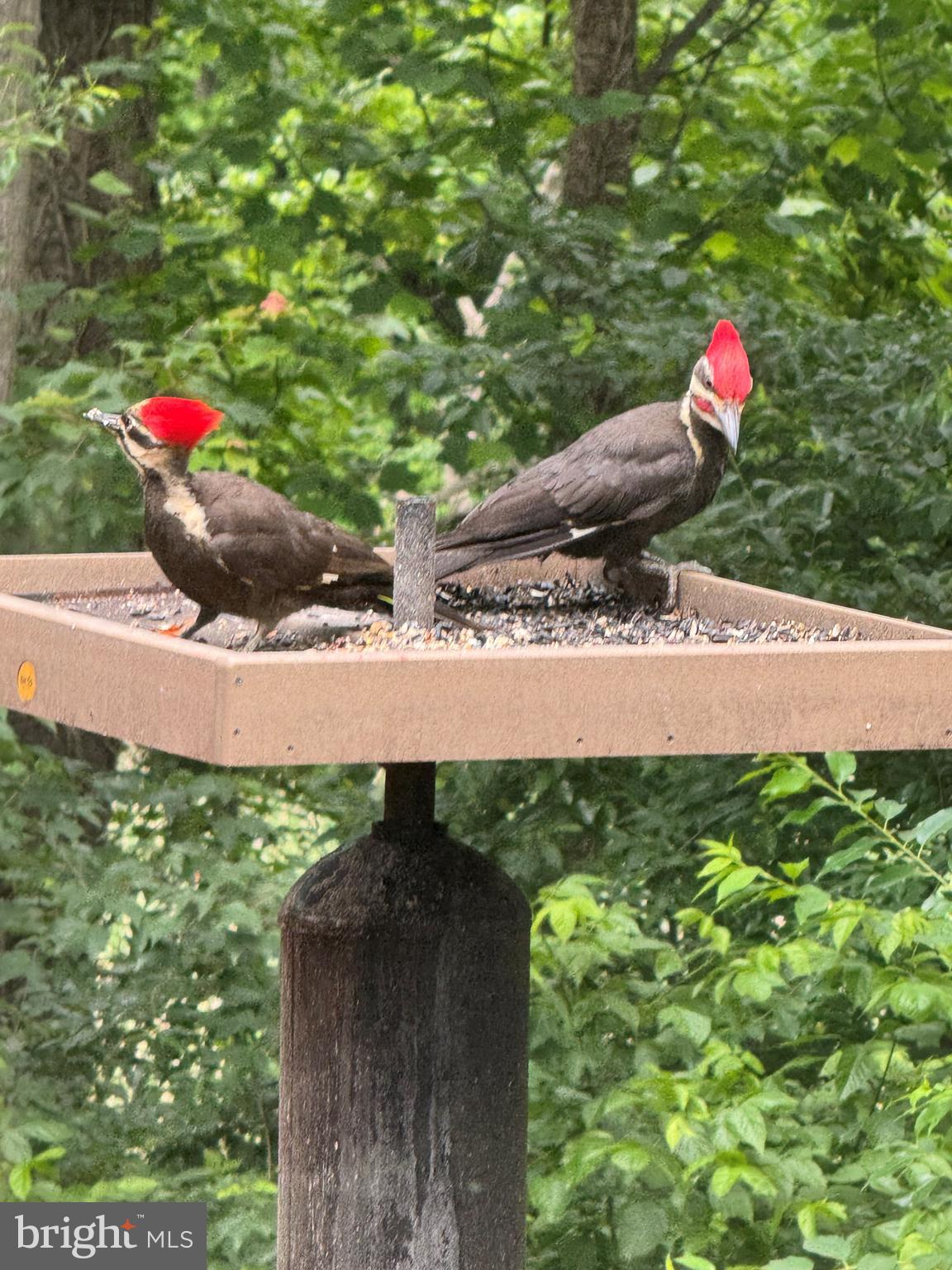 GEORGETOWN GROVE - Residential