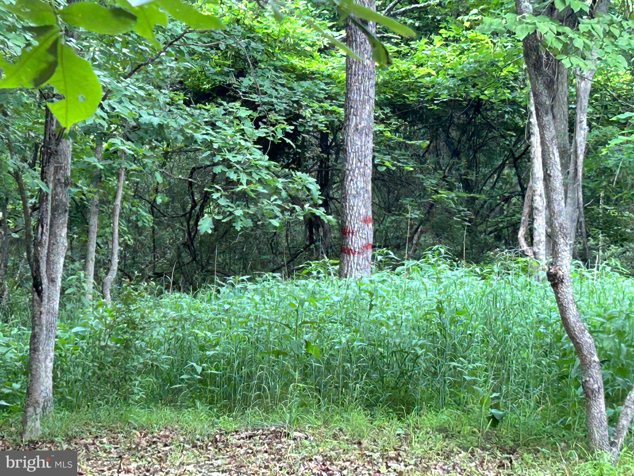 MISTY MEADOWS - Land