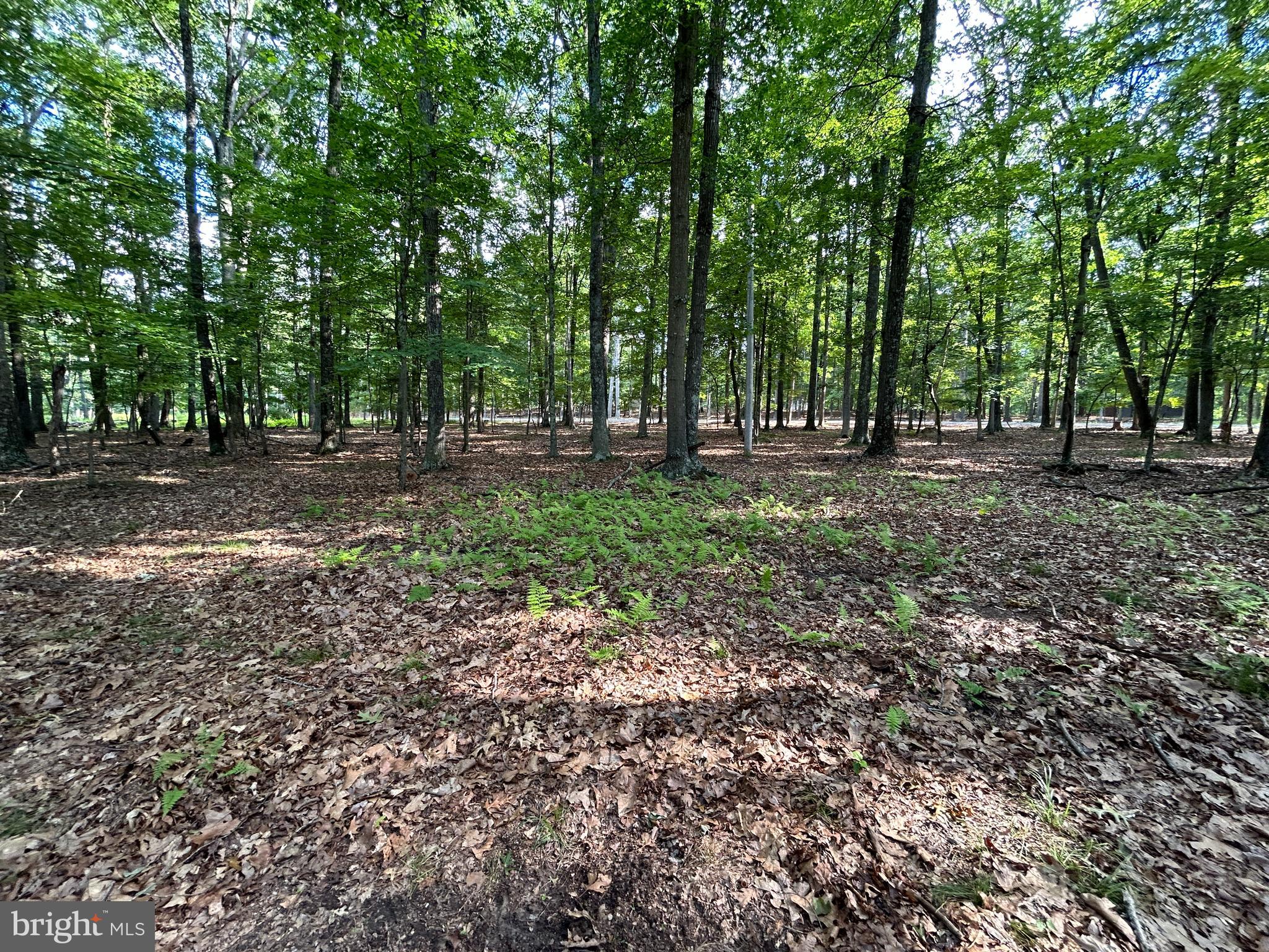 MISTY MEADOWS - Land