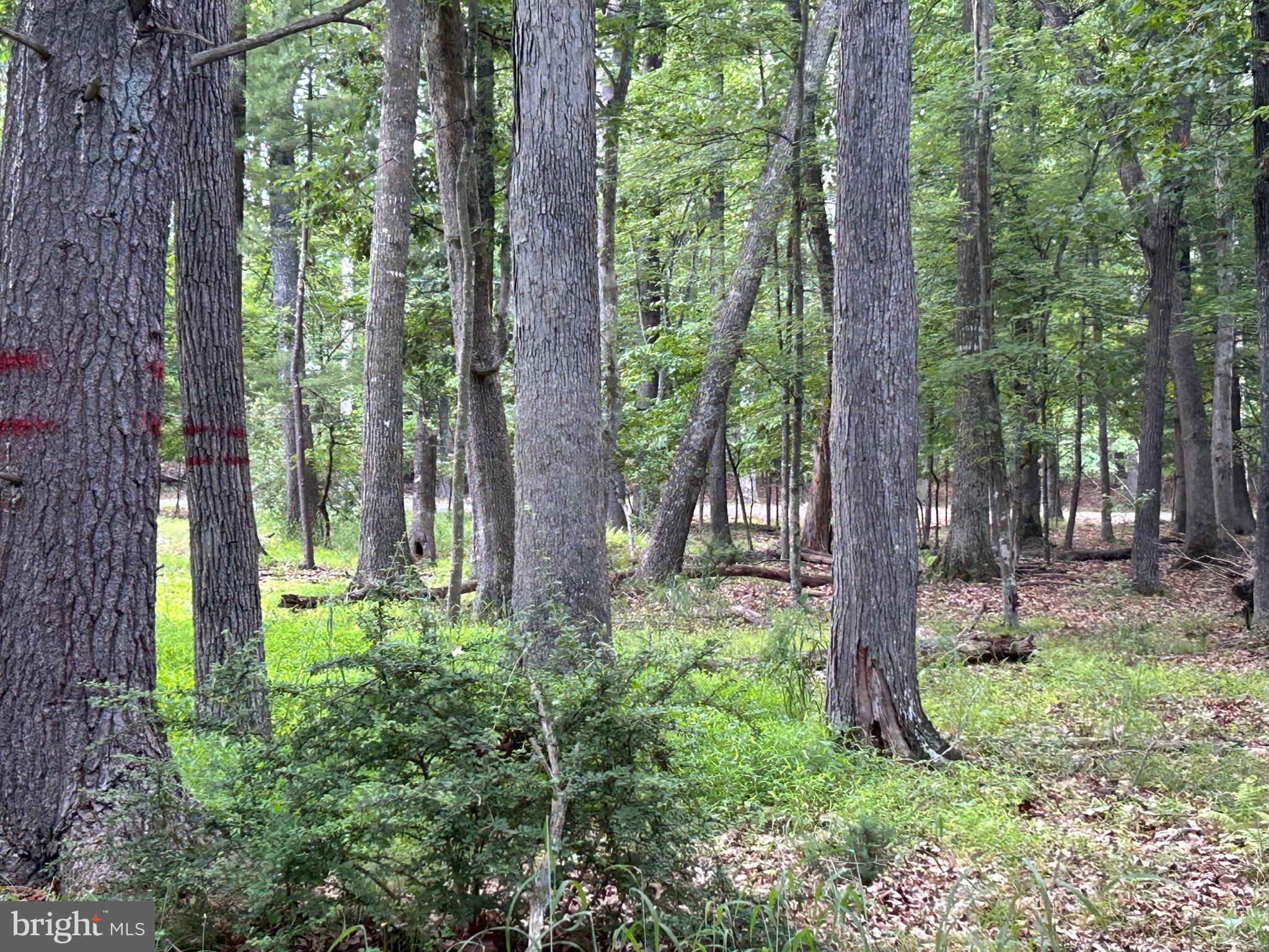 MISTY MEADOWS - Land