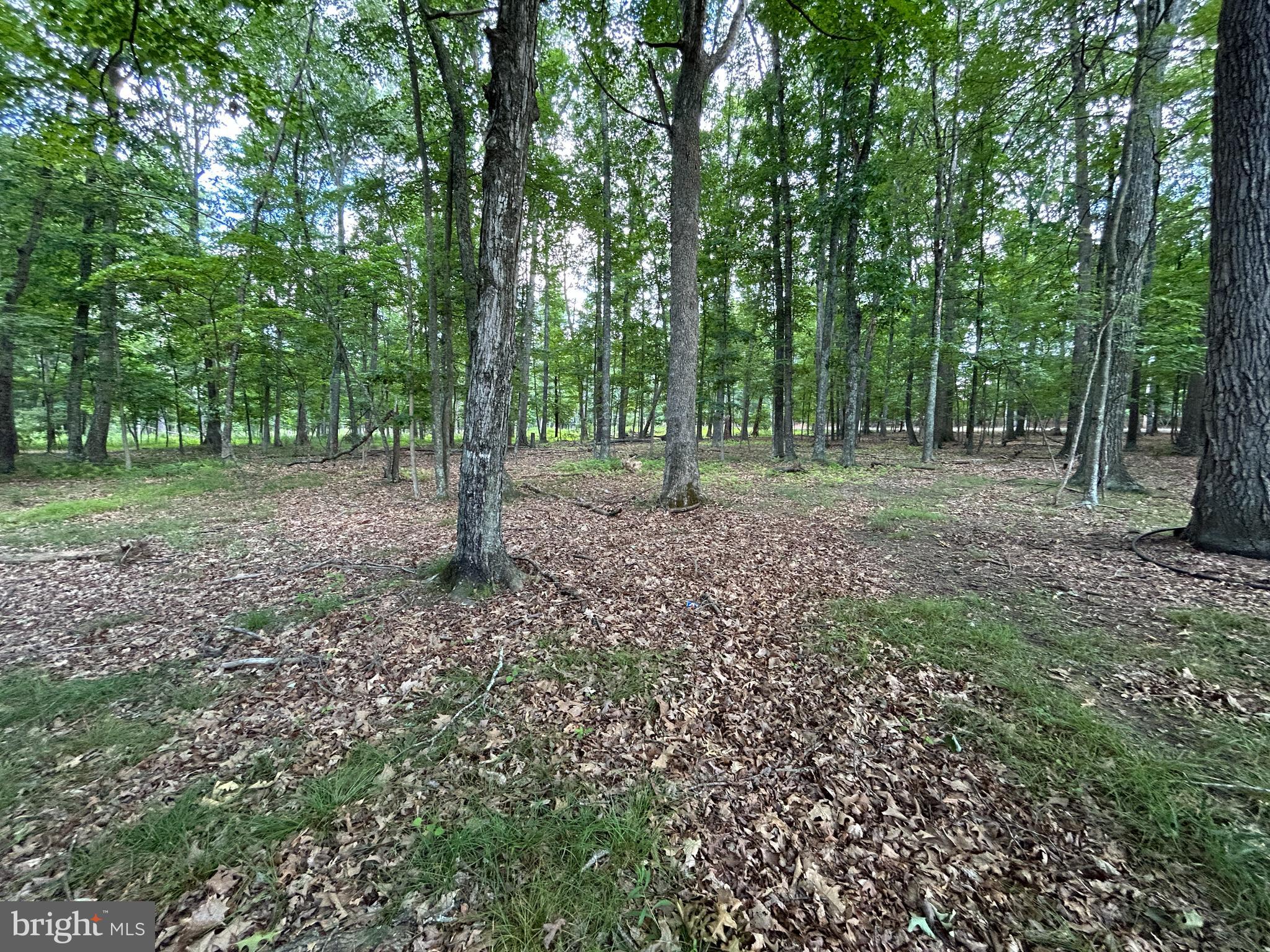 MISTY MEADOWS - Land