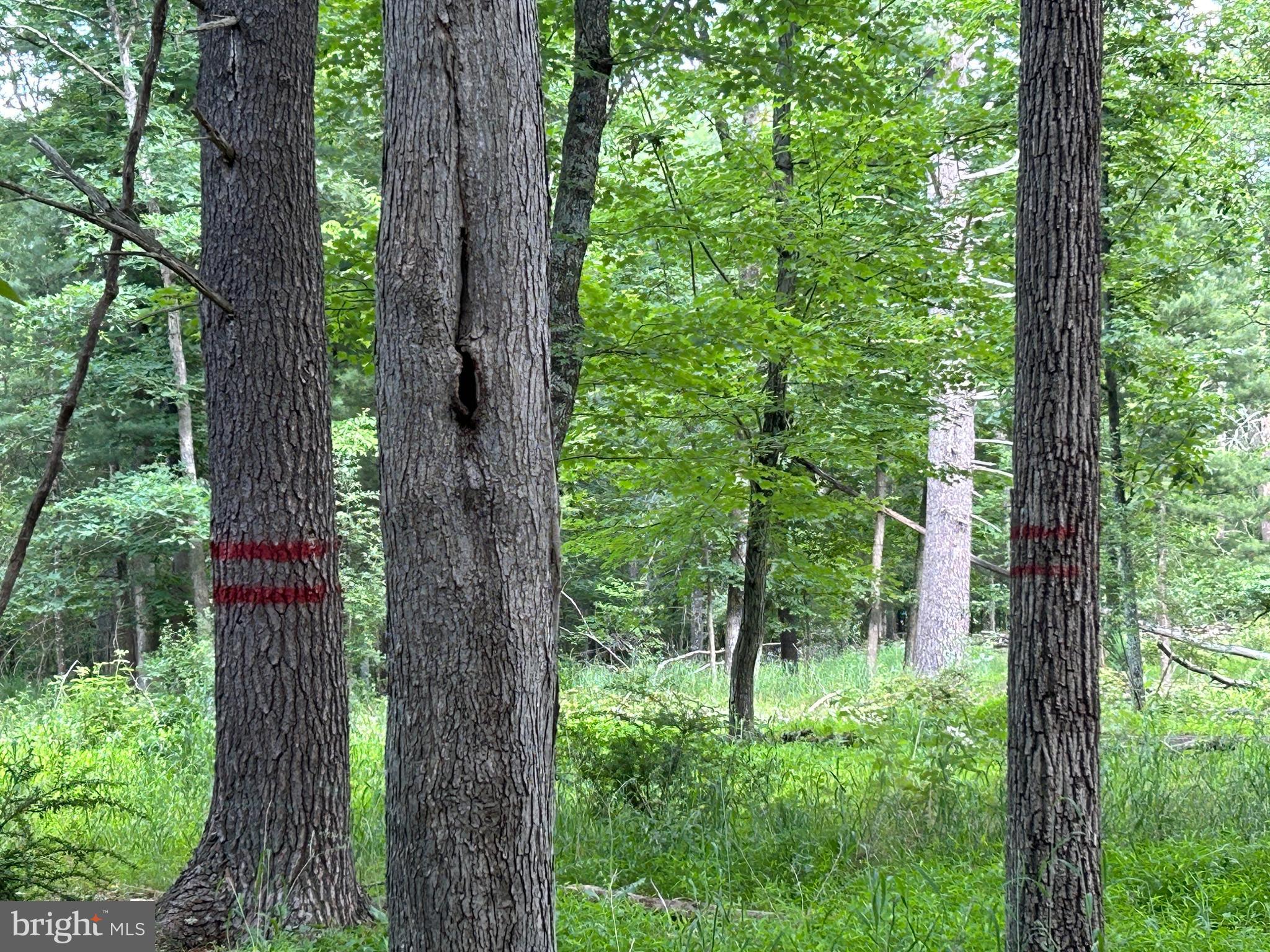 MISTY MEADOWS - Land