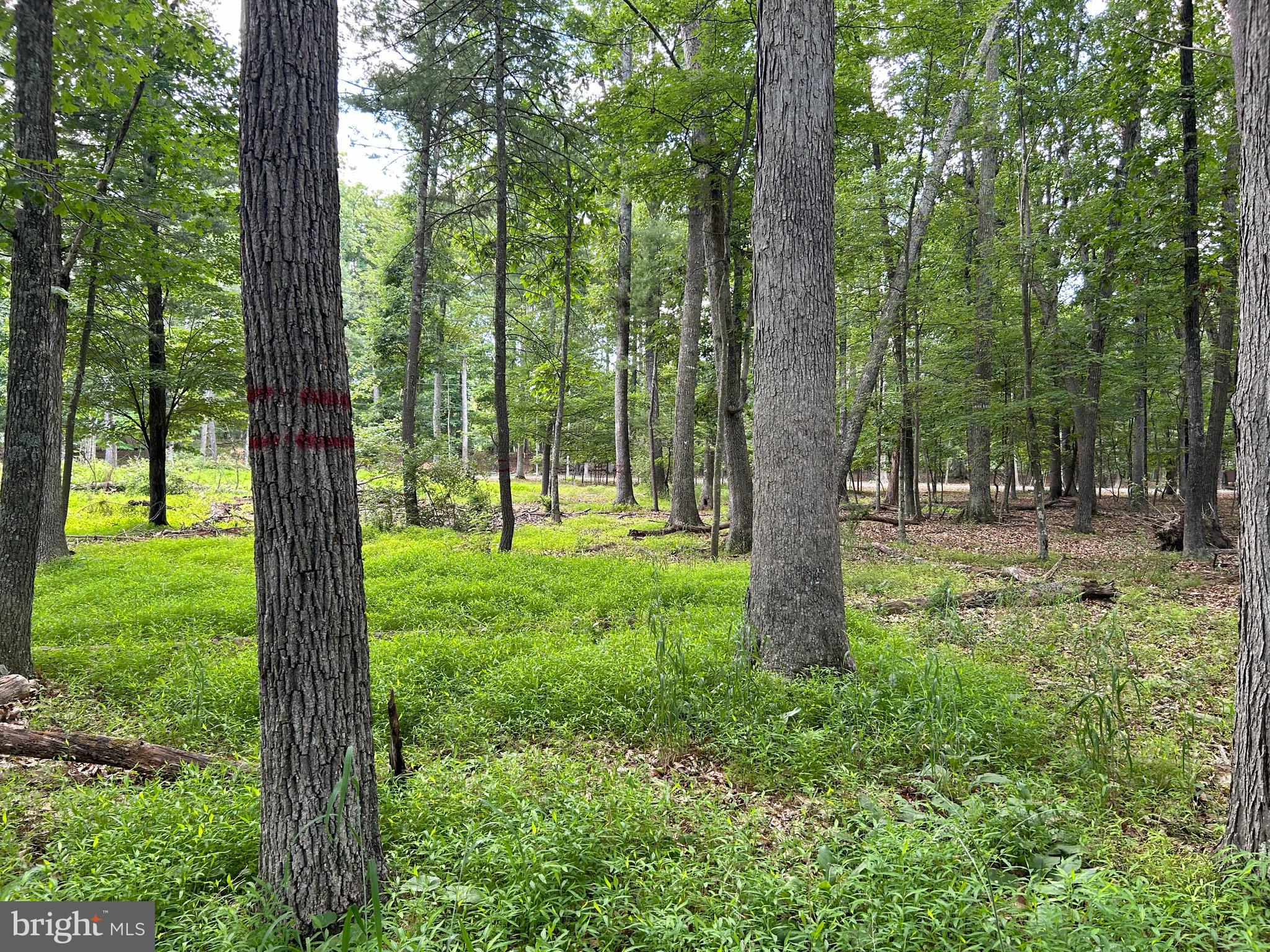 MISTY MEADOWS - Land