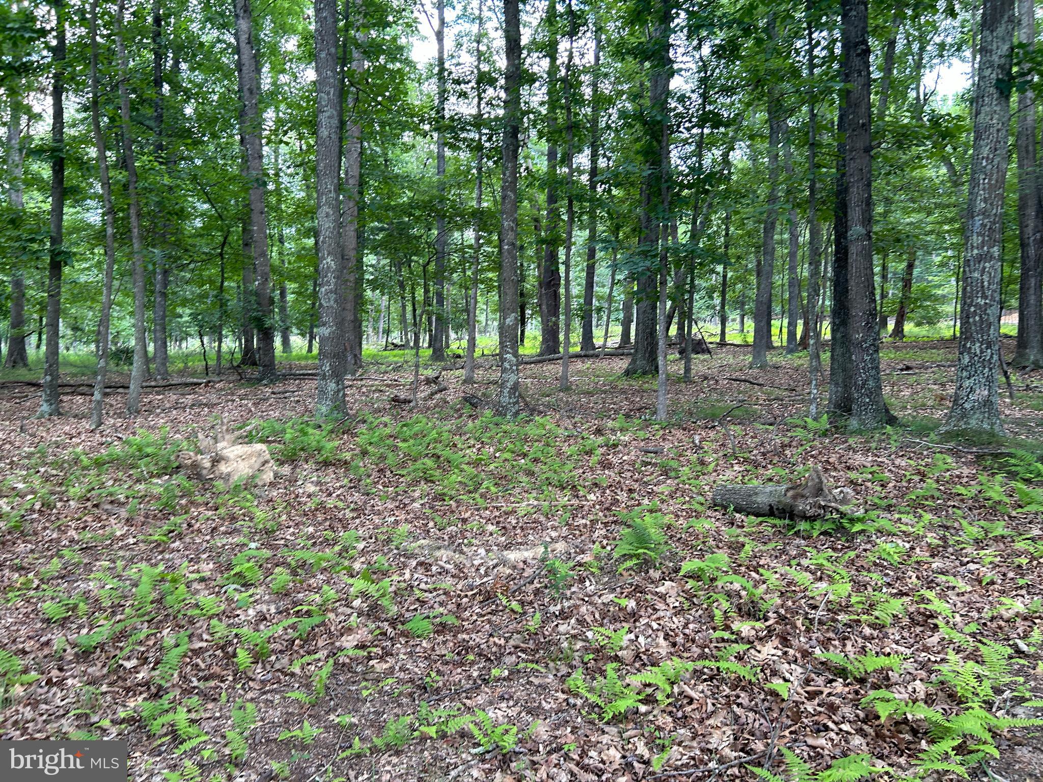 MISTY MEADOWS - Land