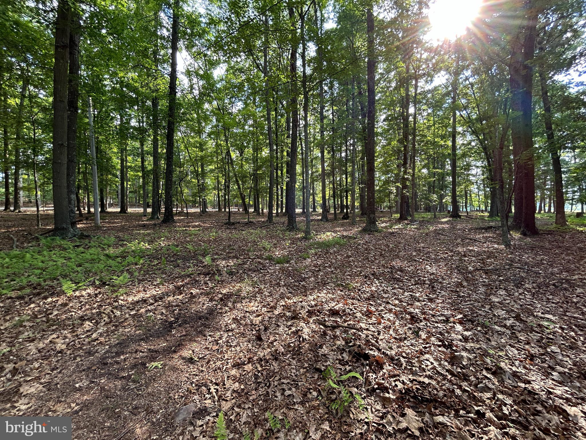 MISTY MEADOWS - Land