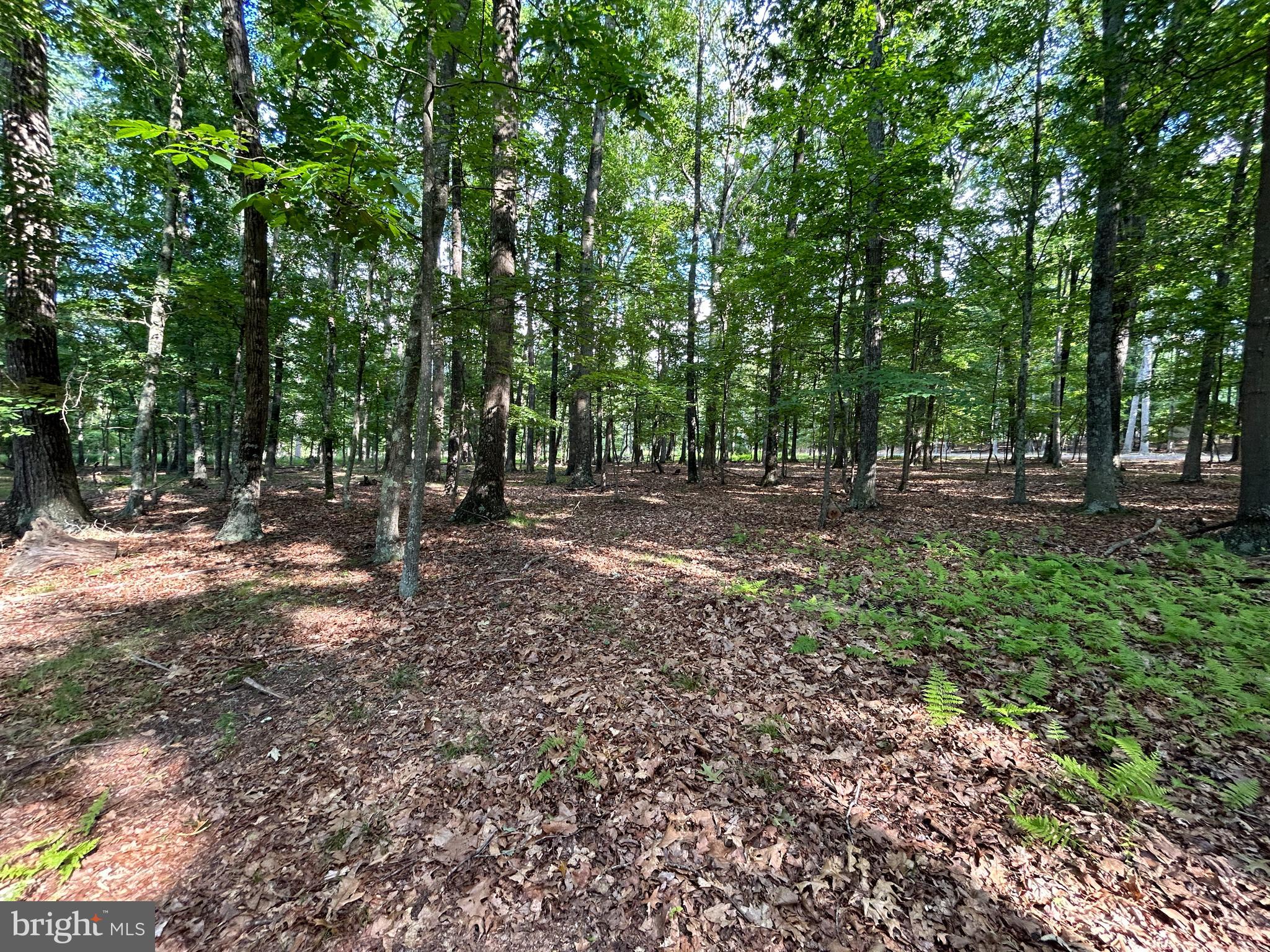 MISTY MEADOWS - Land