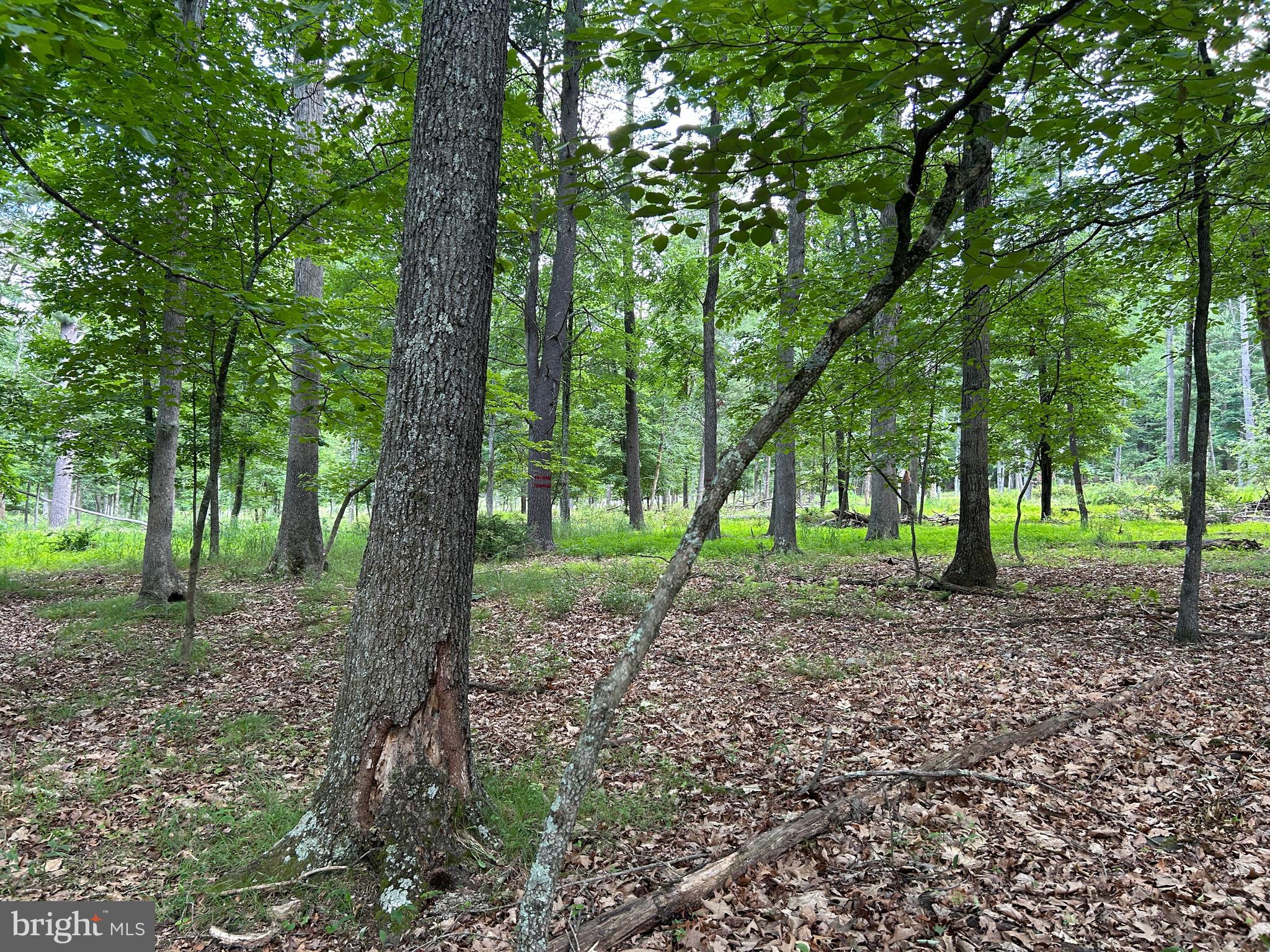 MISTY MEADOWS - Land