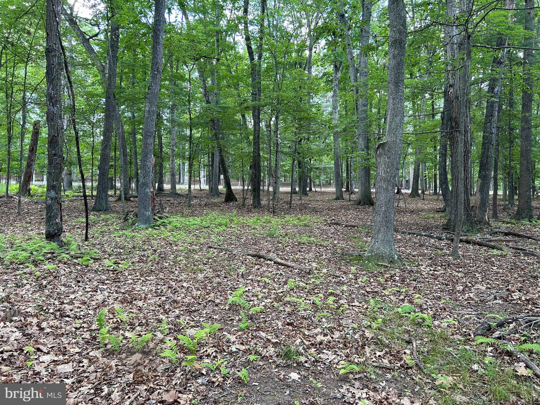 MISTY MEADOWS - Land