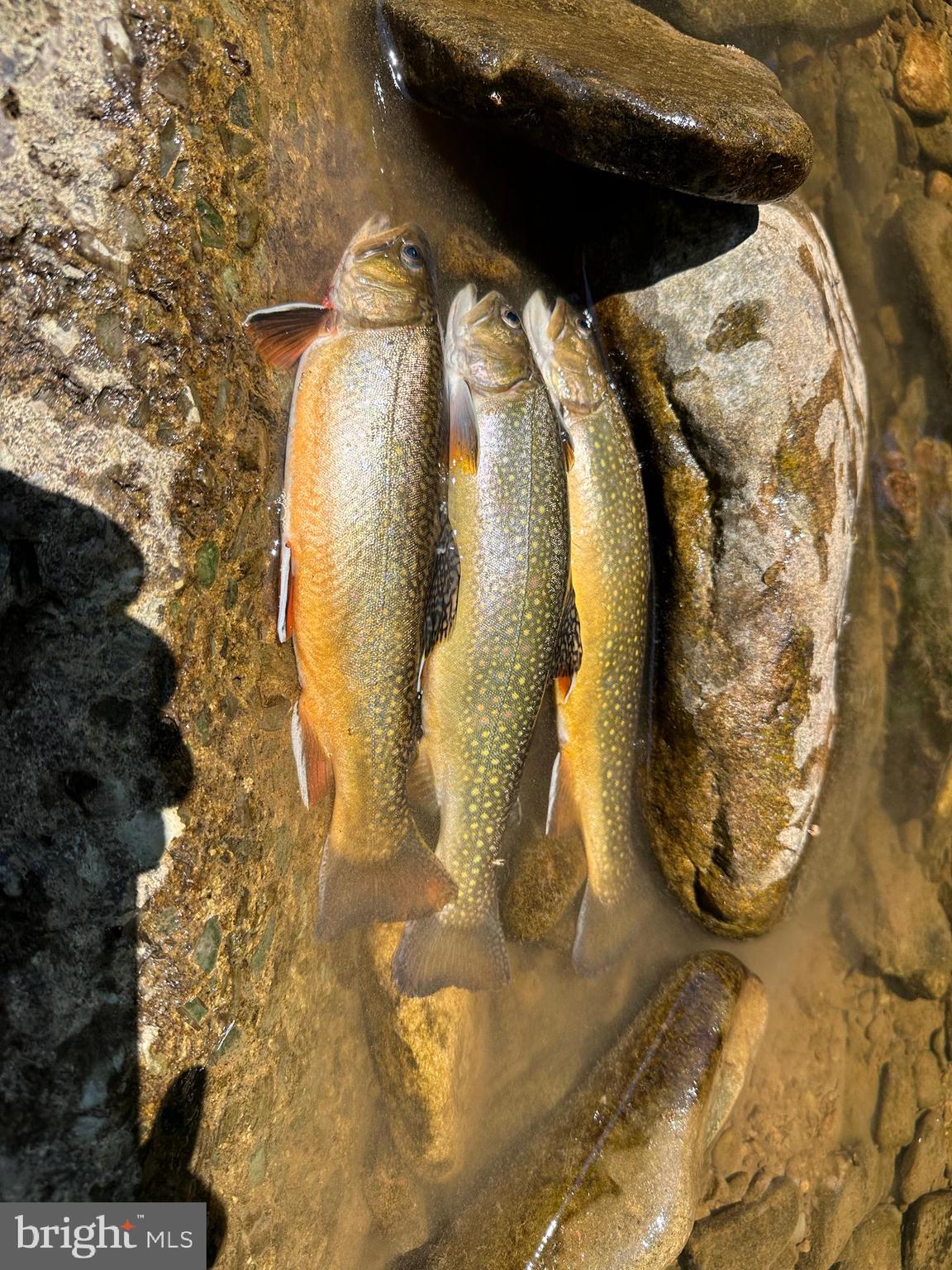 NONE AVAILABLE - Land