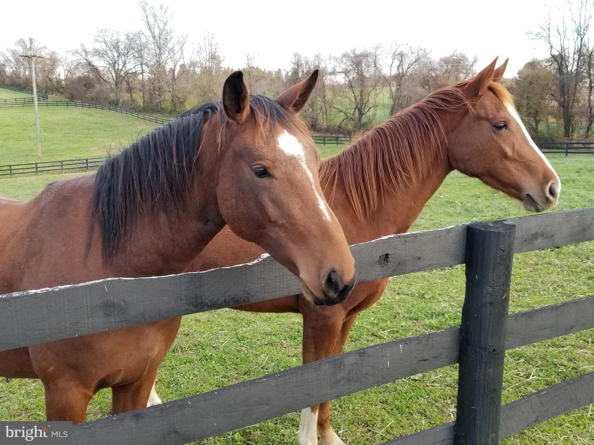 BEACON HILL - Residential