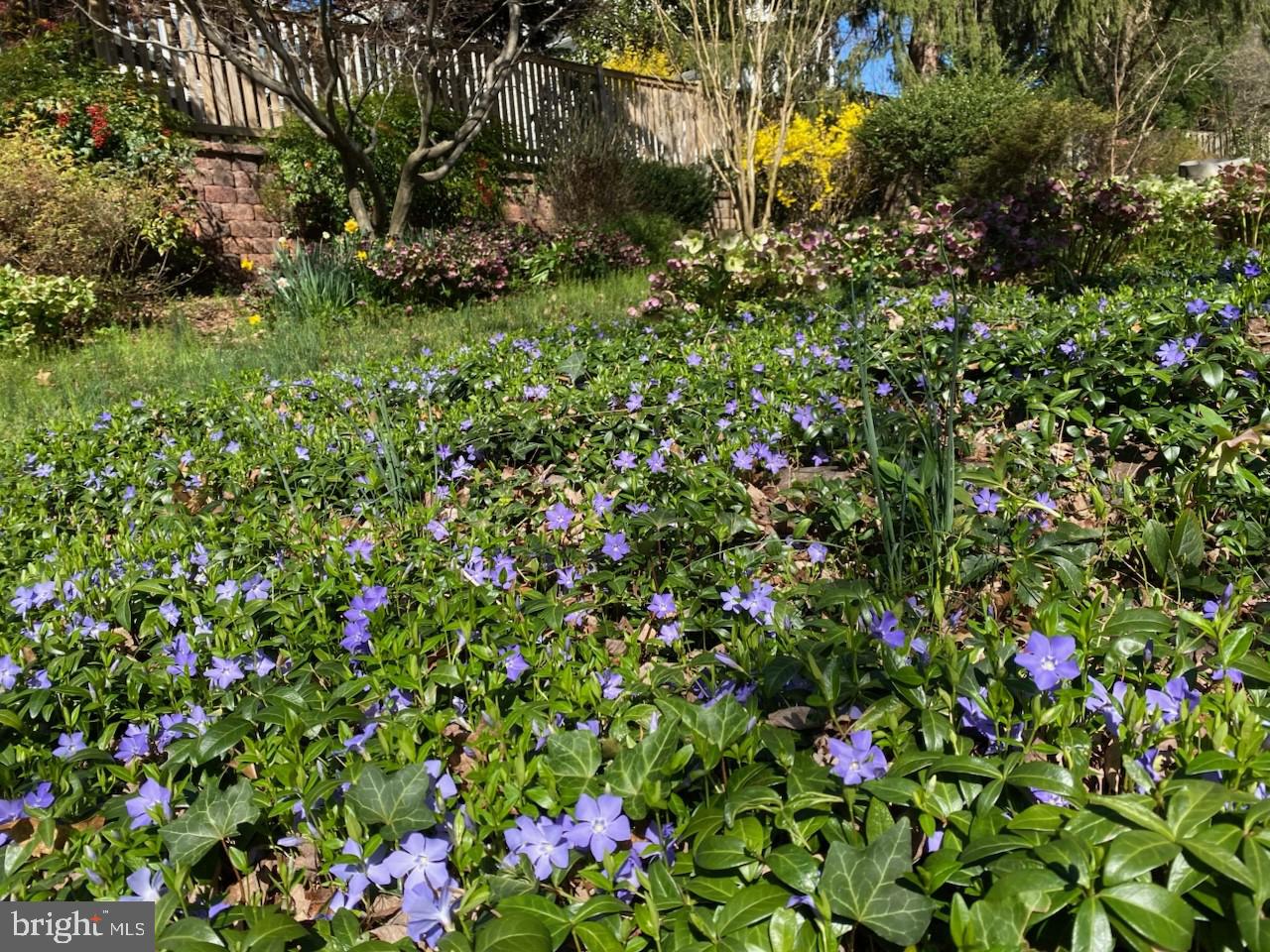 WEST CHEVY CHASE HEIGHTS - Residential