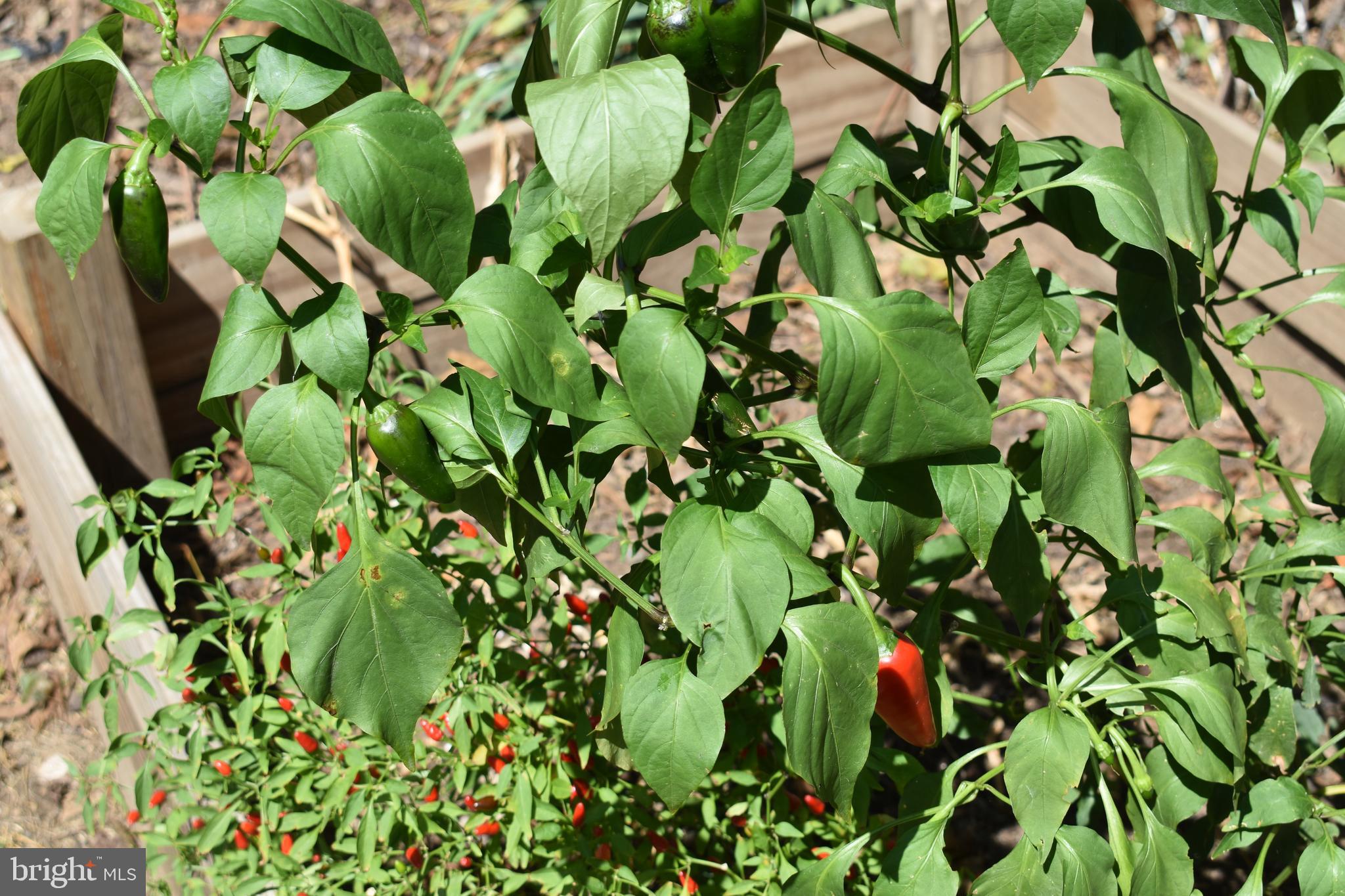 COLMAR MANOR - Residential