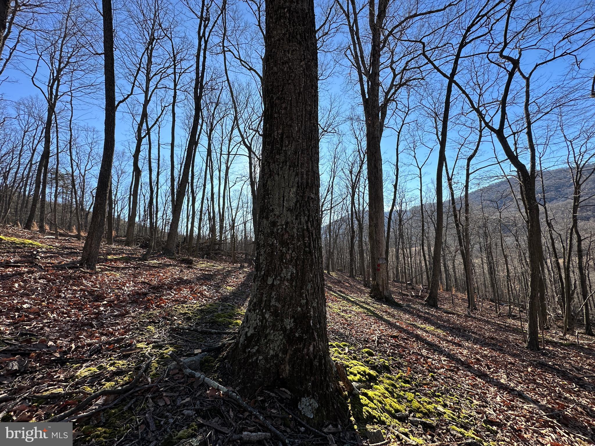 12 WALNUT BOTTOM HIDEAWAY