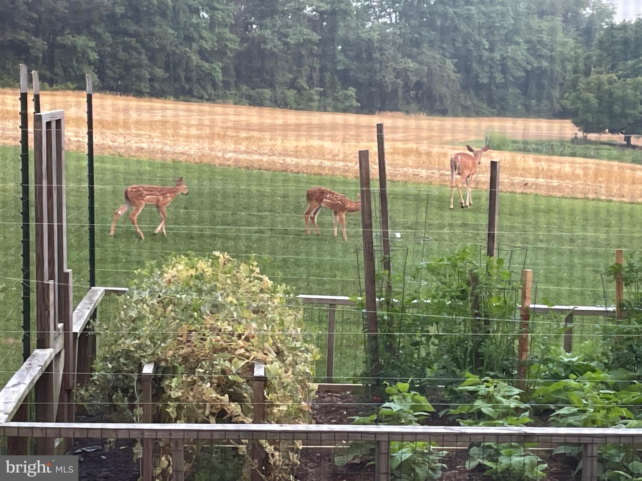 WINDSOR - Residential