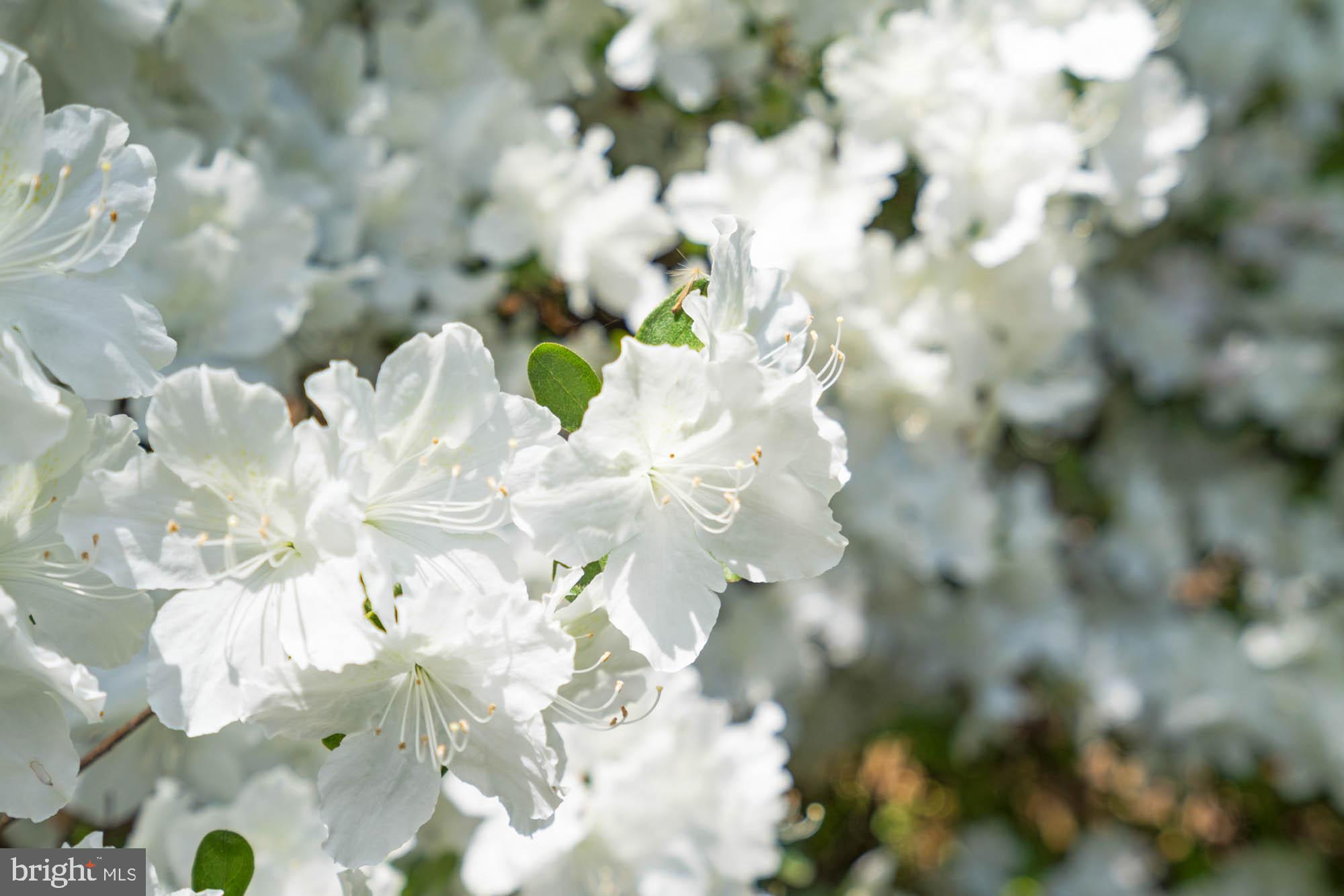 WESTMORELAND HILLS - Residential