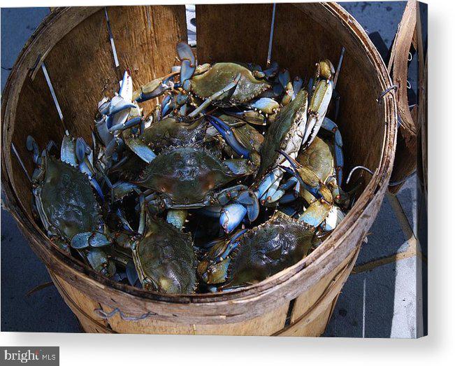 ALGONQUIN - Residential