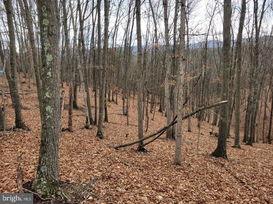 UNRESTRICTED LAND, PRICED AT ABOUT HALF THE ASSESSED VALUE! PERFECT SPOT TO SETUP A CAMPER, PLENTY OF WOODS, WILDLIFE ETC...   THIS PROPERTY FRONTS ON A STATE MAINTAINED ROAD, WITH ELECTRIC READILY AVAILABLE, YOU WILL NEED TO TAKE DOWN SOME TREES AND HAVE A LITTLE WORK DONE FOR THE DRIVEWAY, BUT AFTER THAT YOU WILL BE ALL SET.  EXCELLENT OPPORTUNITY FOR A RECREATIONAL OR INVESTMENT PROPERTY, YOU CAN'T BUY A USED TRUCK FOR THIS PRICE, CALL TODAY MOTIVATED SELLER'S!!!!! NO RESTRICTIONS