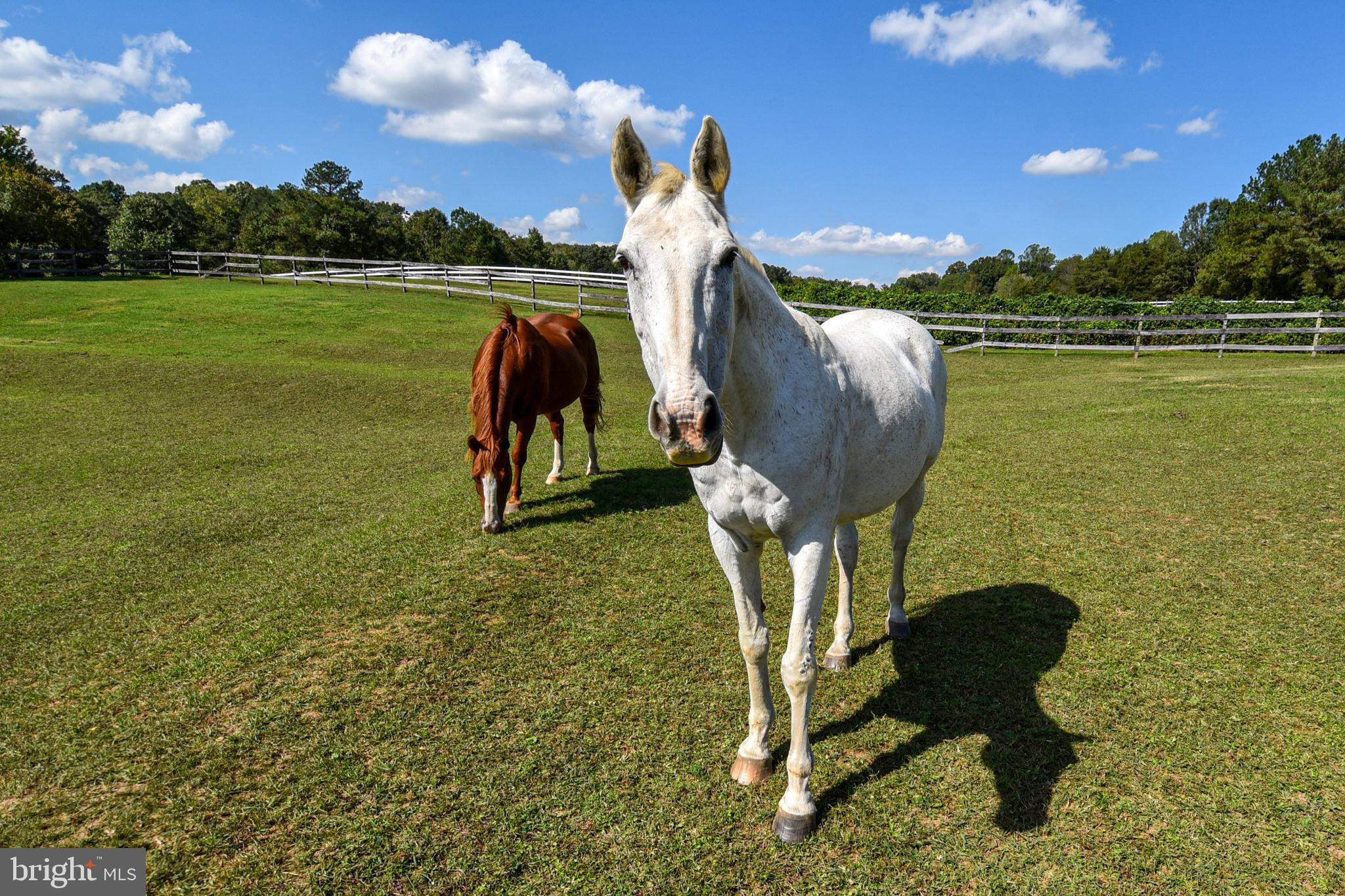 NONE AVAILABLE - Farm