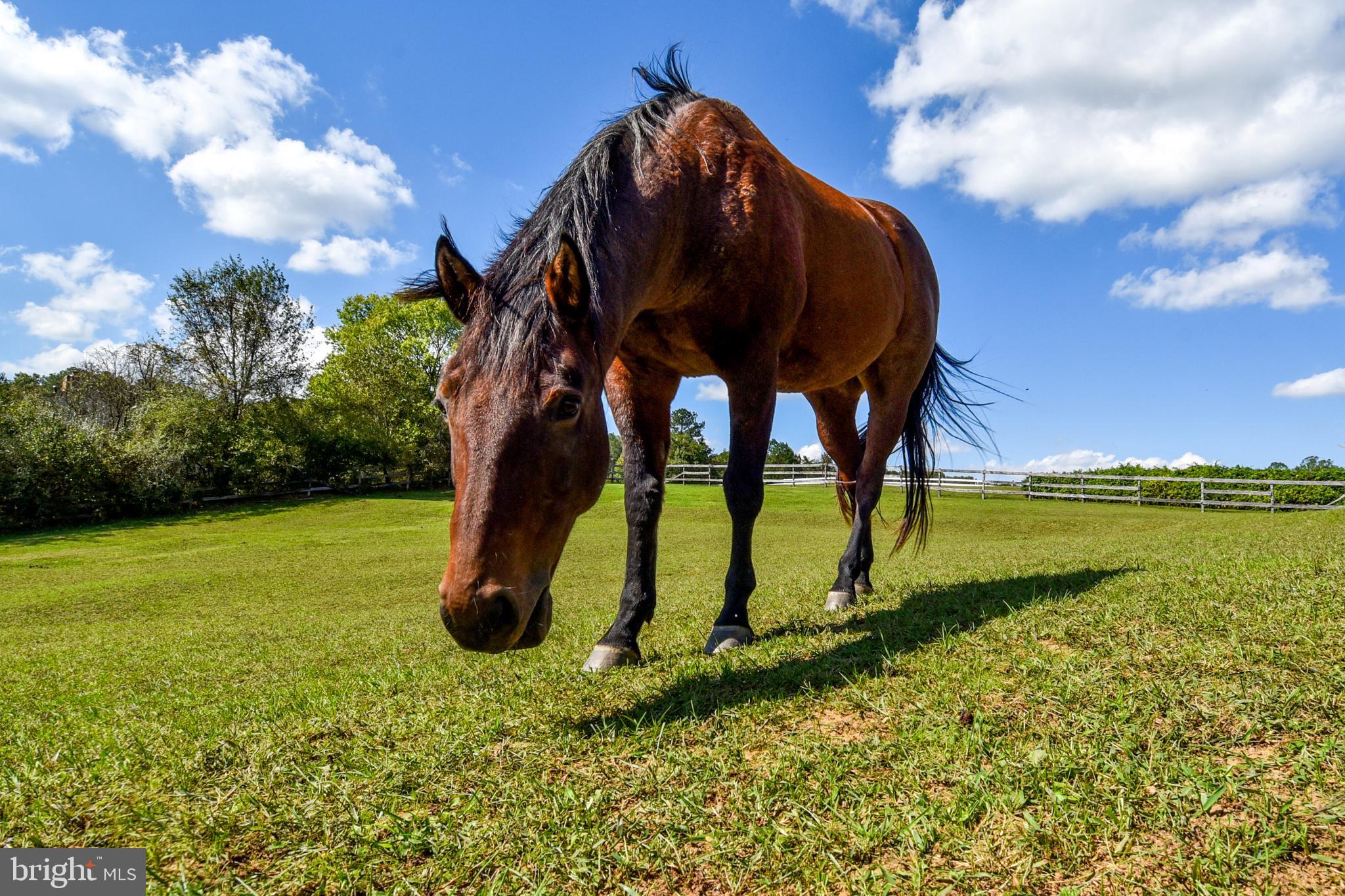 NONE AVAILABLE - Farm