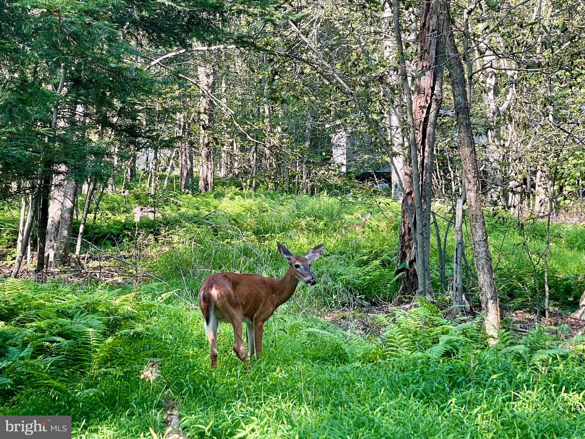 INDIAN COUNTRY - Land
