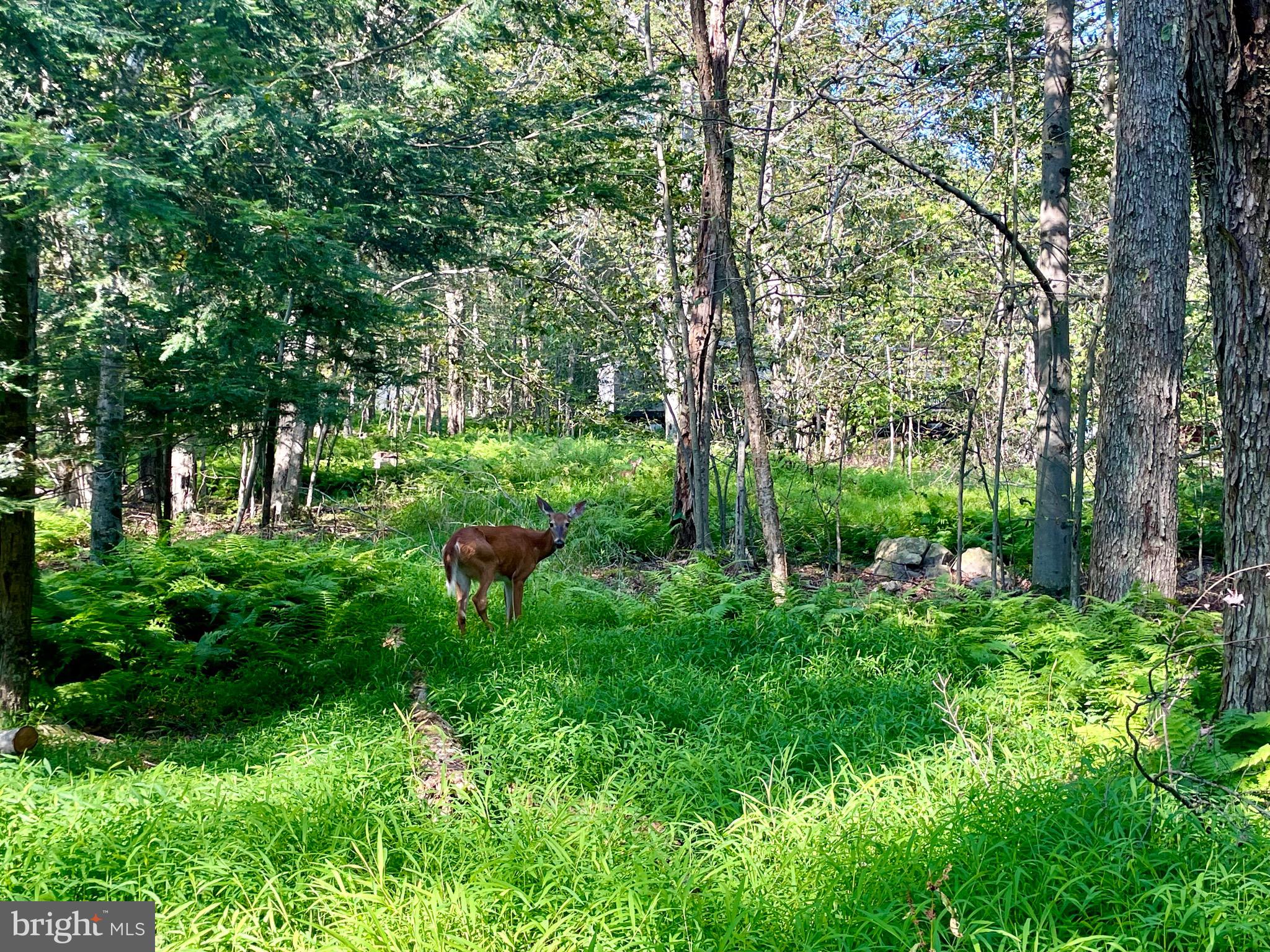 INDIAN COUNTRY - Land