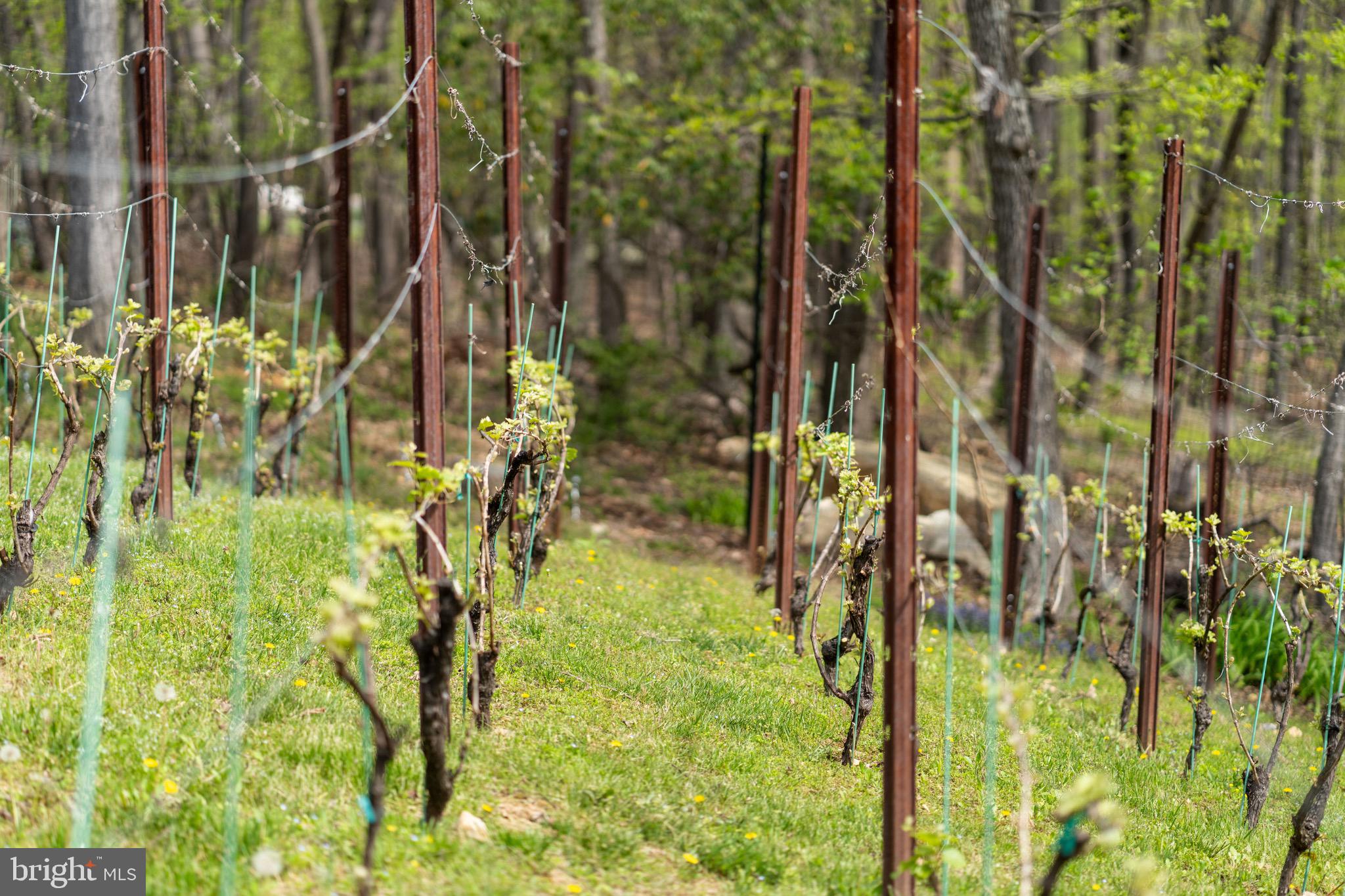 FOX WICKET - Residential